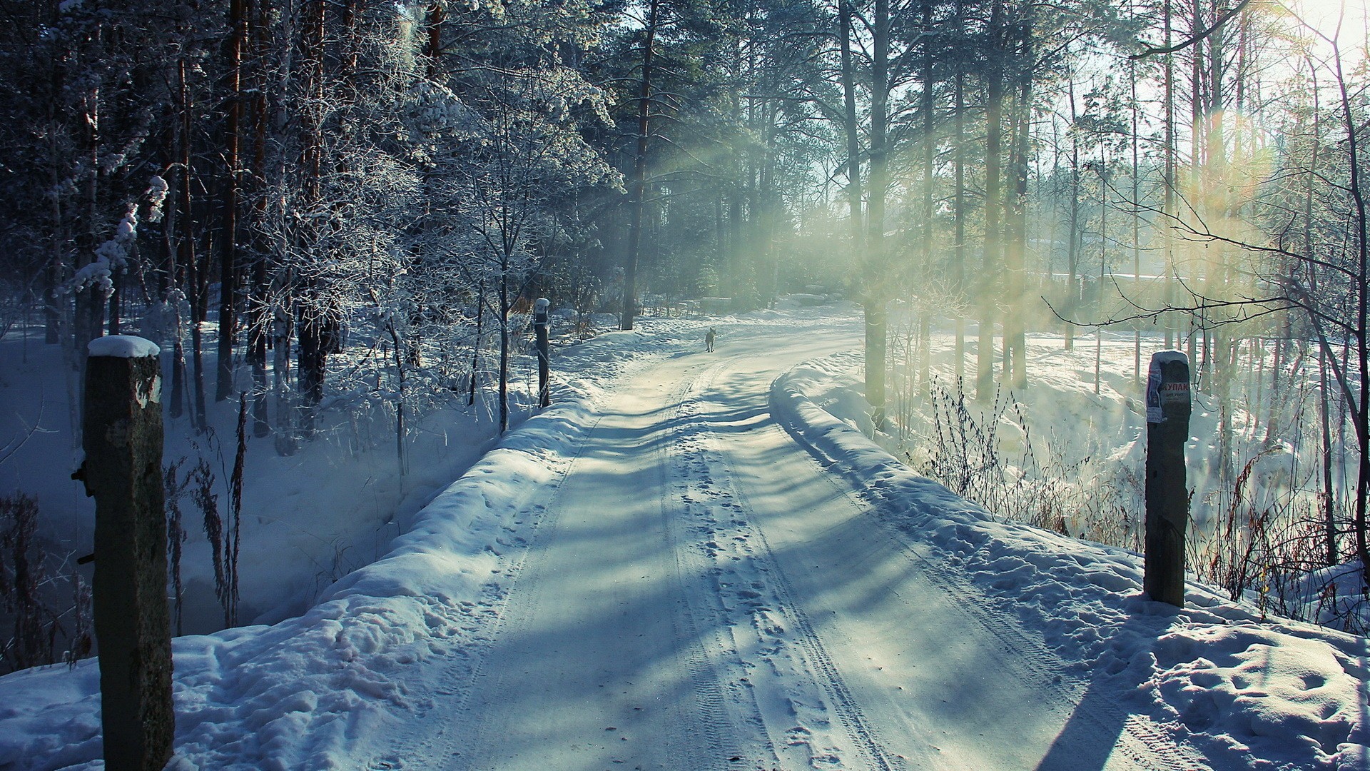 Snowy road through a sunlit winter forest HD Wallpaper