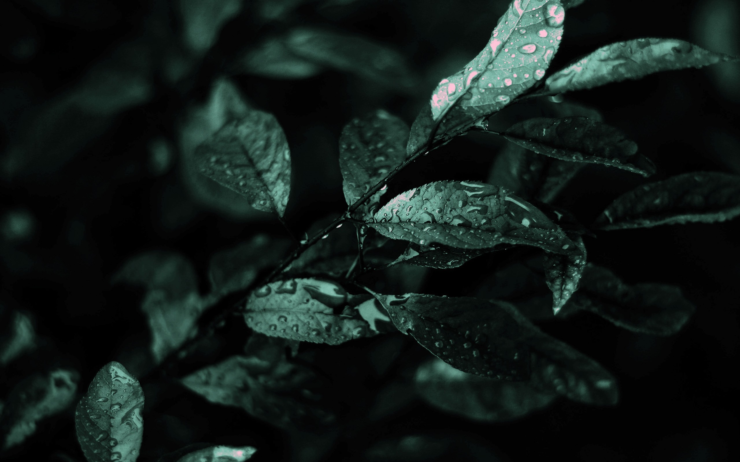 Close-up of wet leaves on a dark background HD Wallpaper