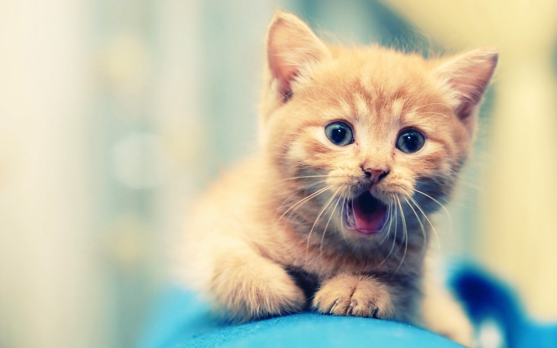 Surprised ginger kitten with wide eyes HD Wallpaper