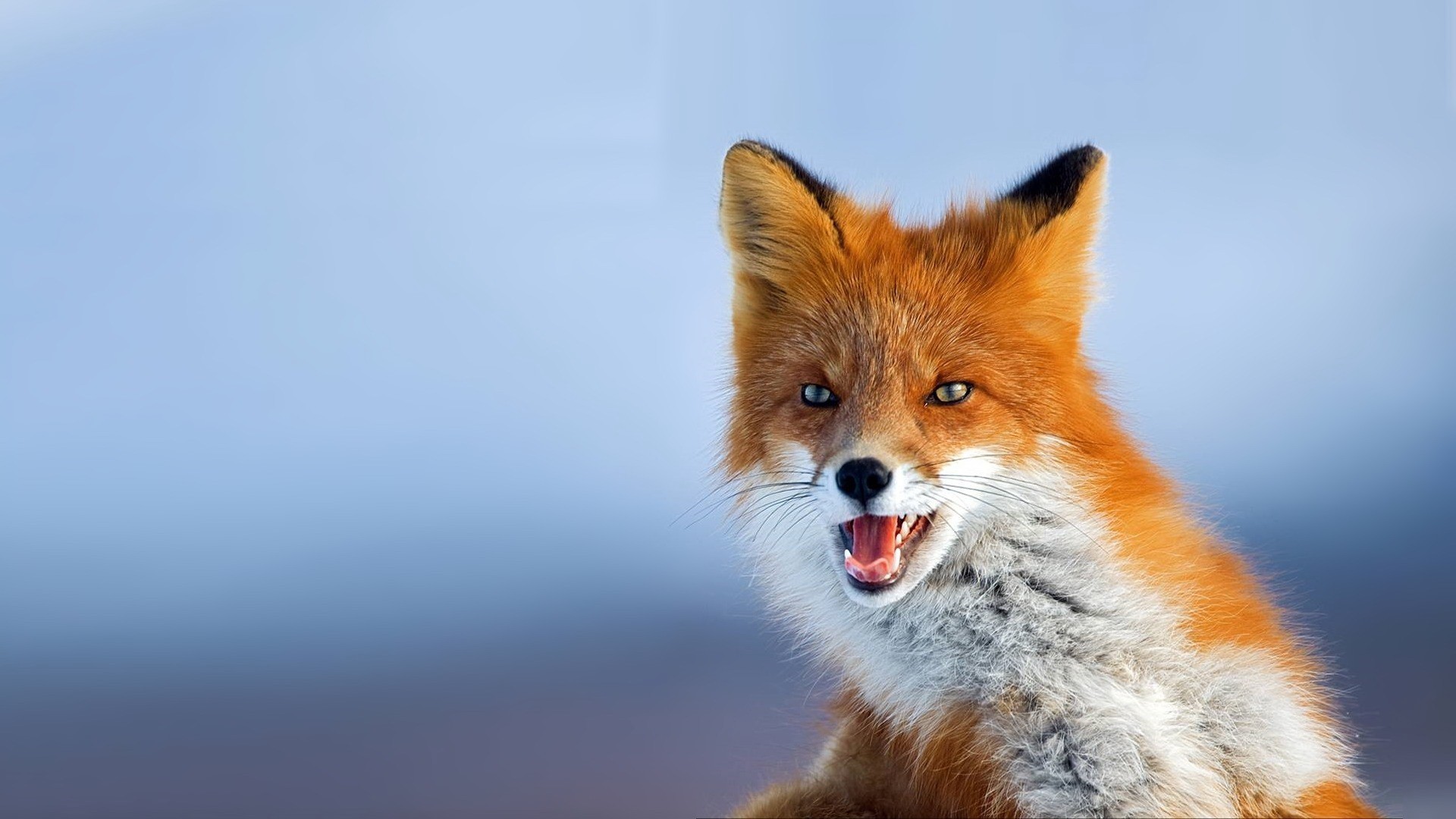 A close-up of a red fox with its mouth open HD Wallpaper