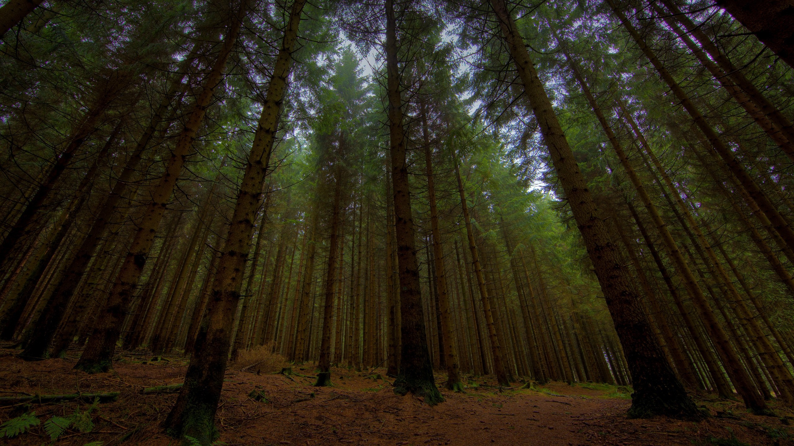 Tall evergreen trees in a dense forest HD Wallpaper