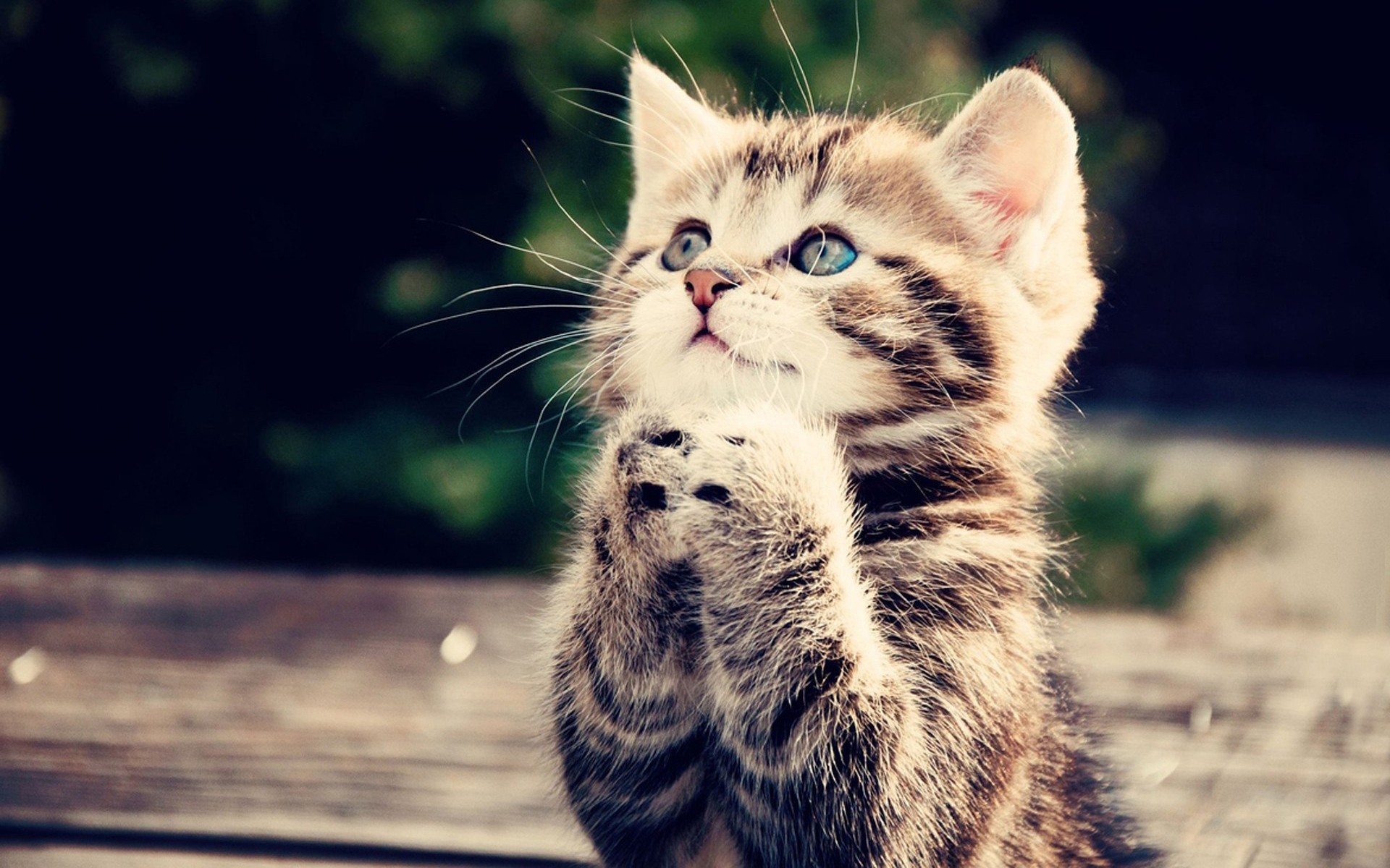 A kitten praying on a wooden surface HD Wallpaper
