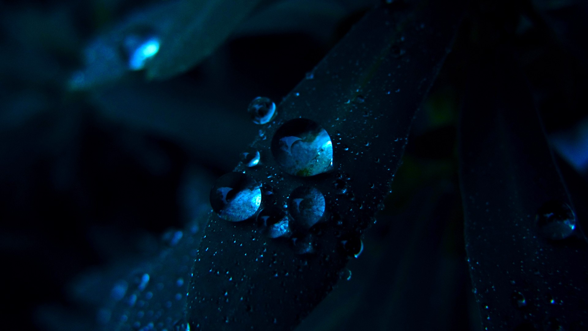 Macro view of water drops on dark leaves HD Wallpaper