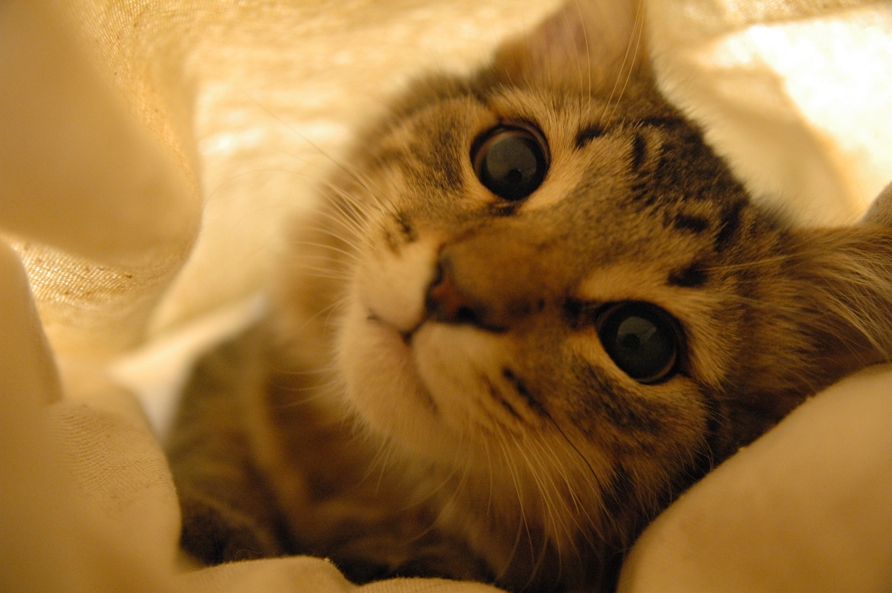 Close-up of a tabby kitten peeking out from fabric HD Wallpaper