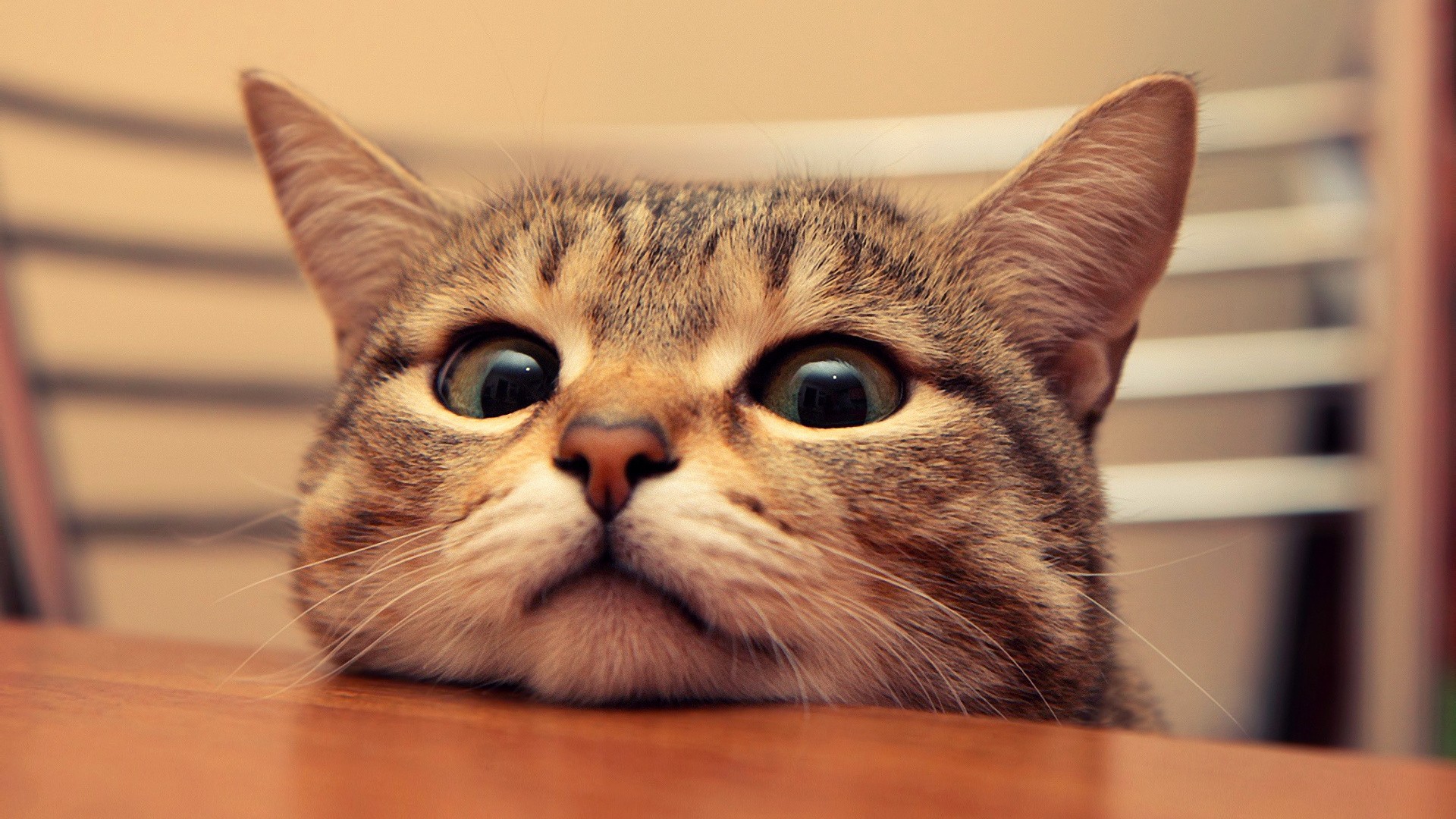 A tabby cat peeks over a wooden table HD Wallpaper