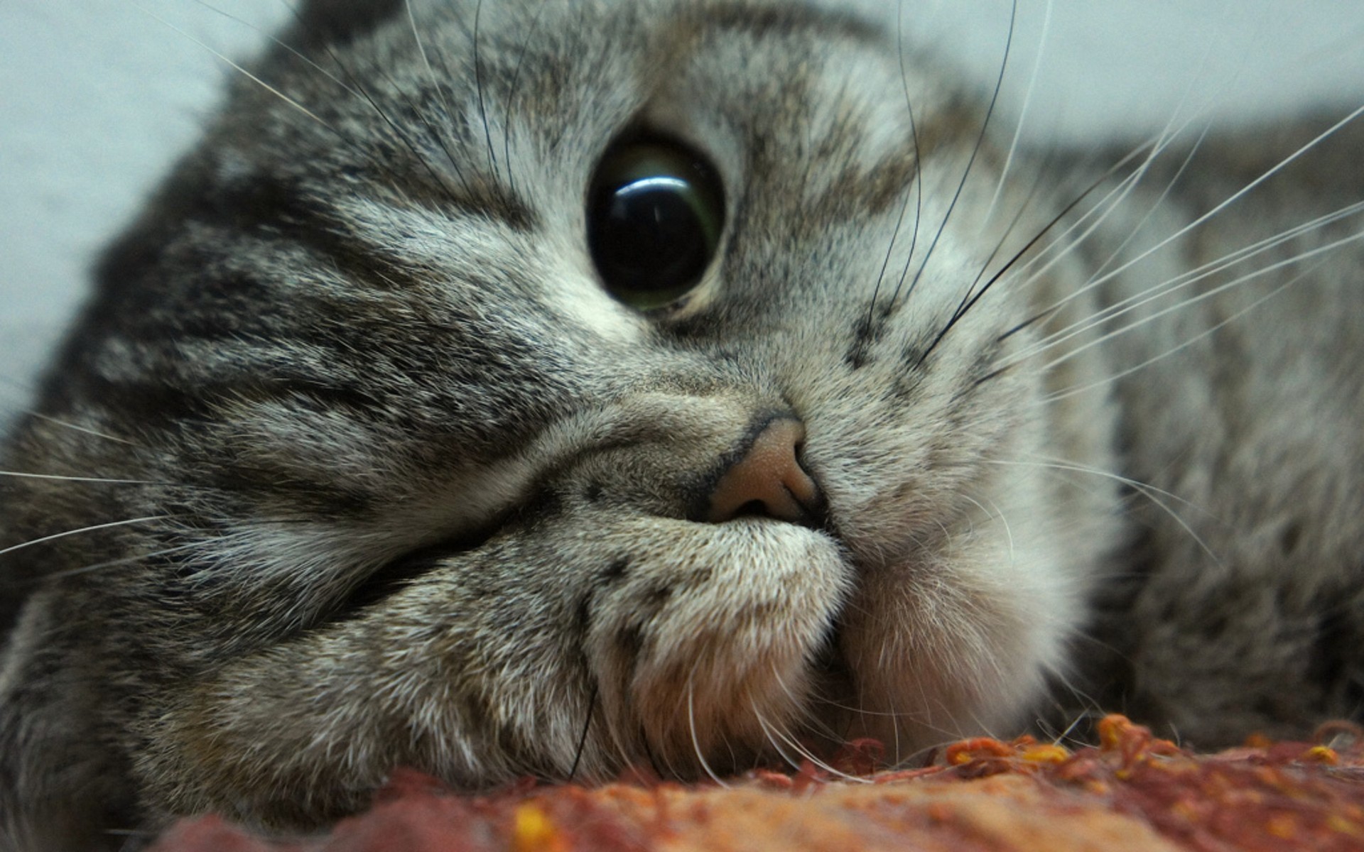 Close-up of a tabby cat's face HD Wallpaper