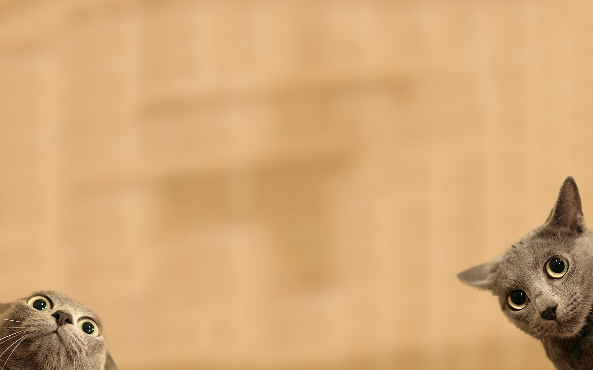 Two cats peeking from the bottom of the frame HD Wallpaper