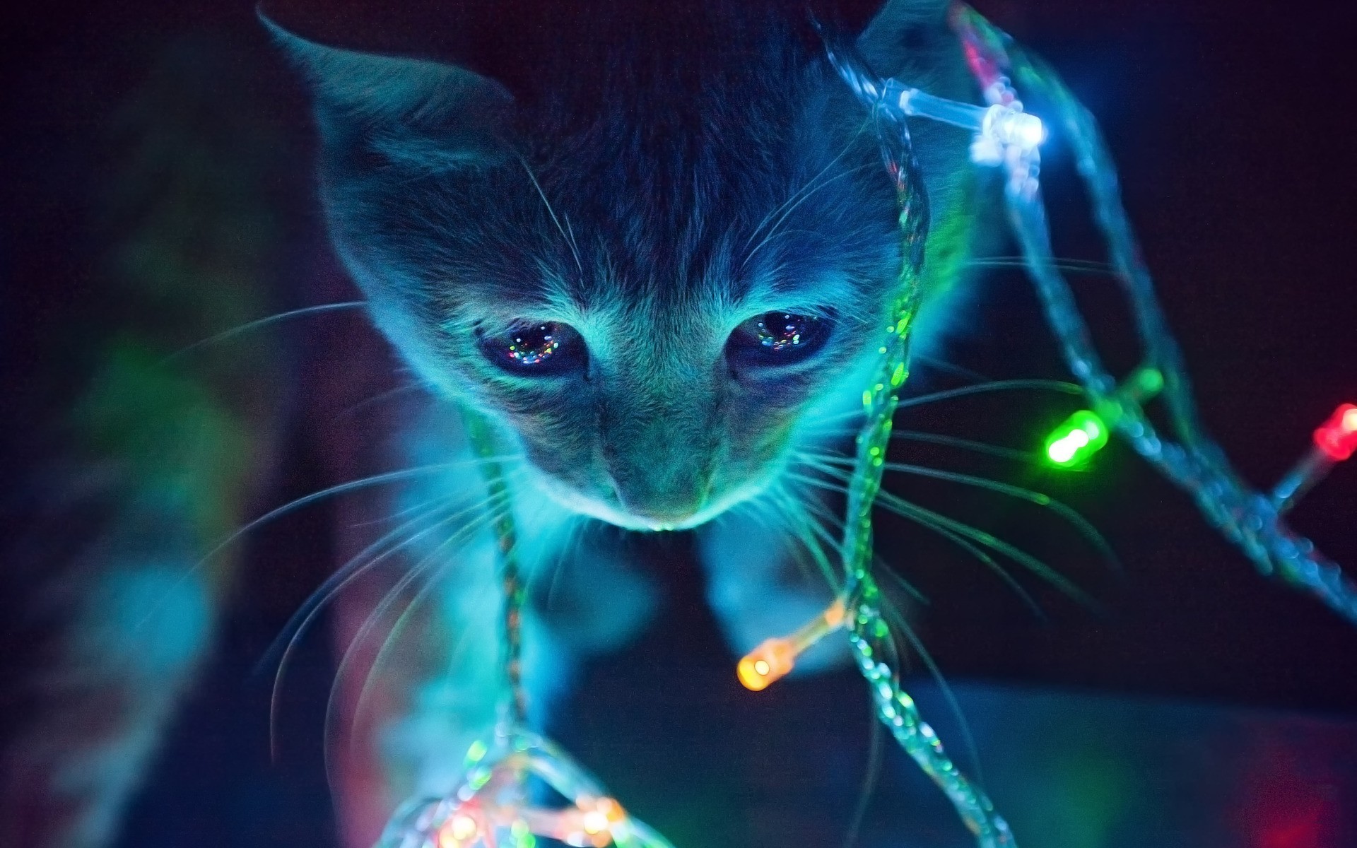 Close-up of a cat with colorful Christmas lights HD Wallpaper
