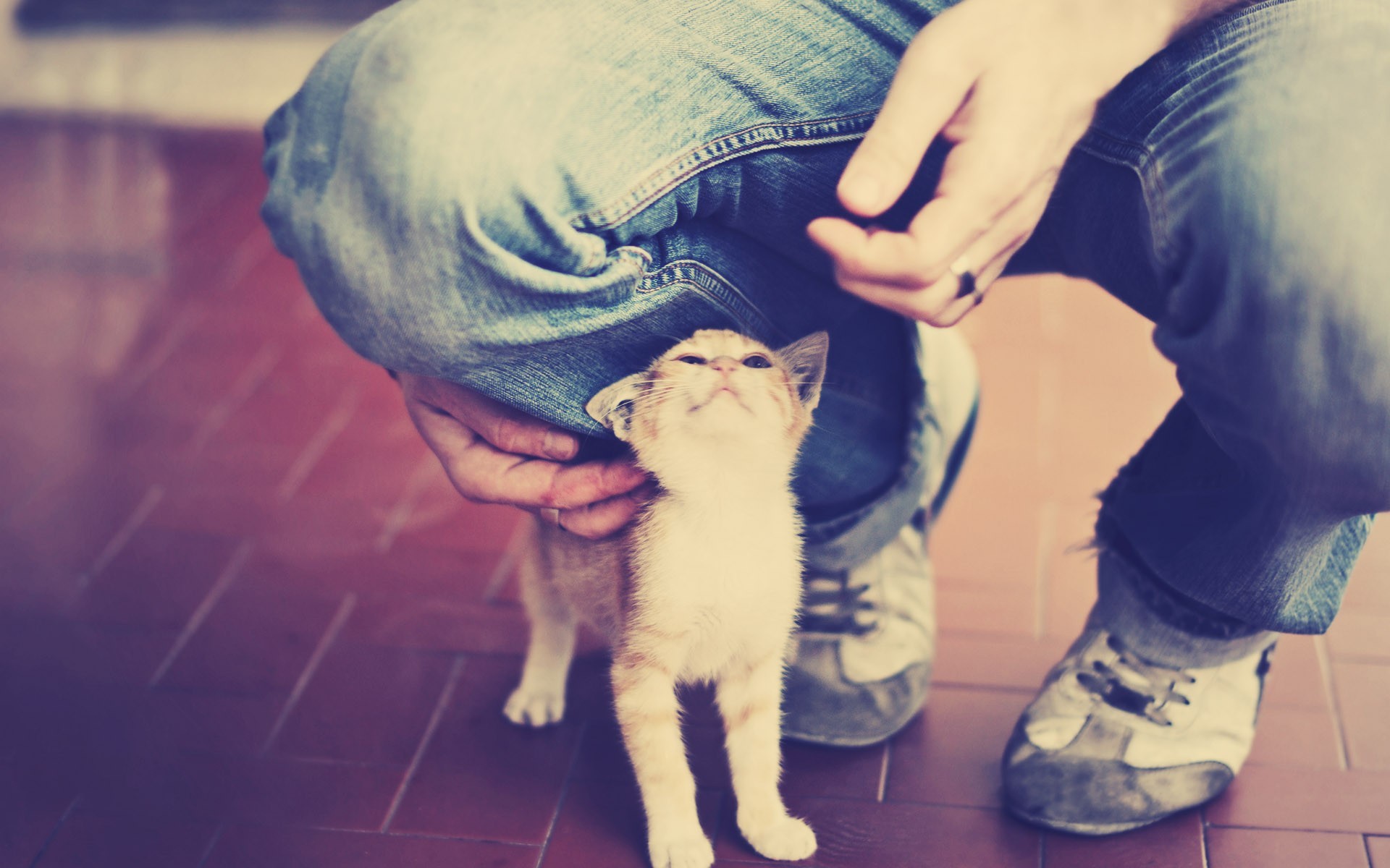Kitten looking up at person in jeans HD Wallpaper
