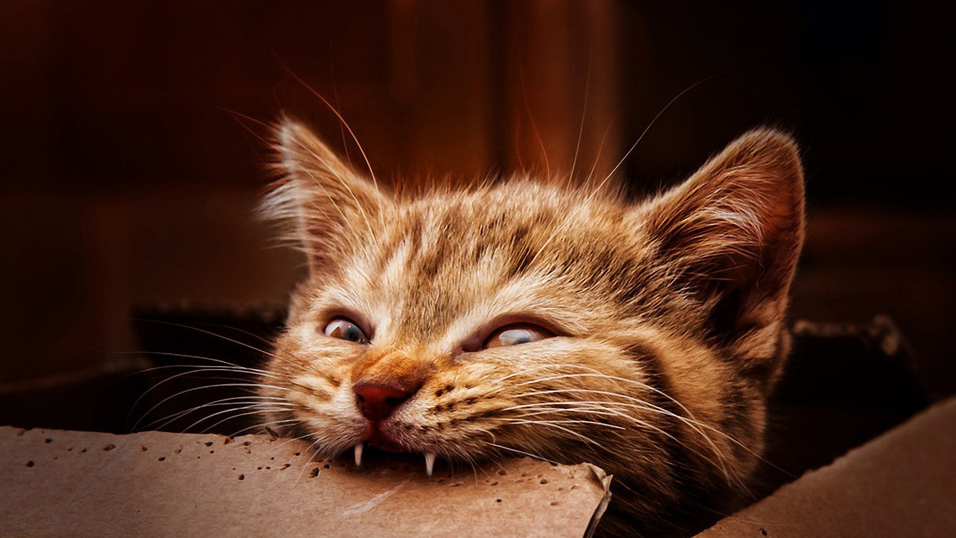 Ginger kitten biting cardboard box HD Wallpaper
