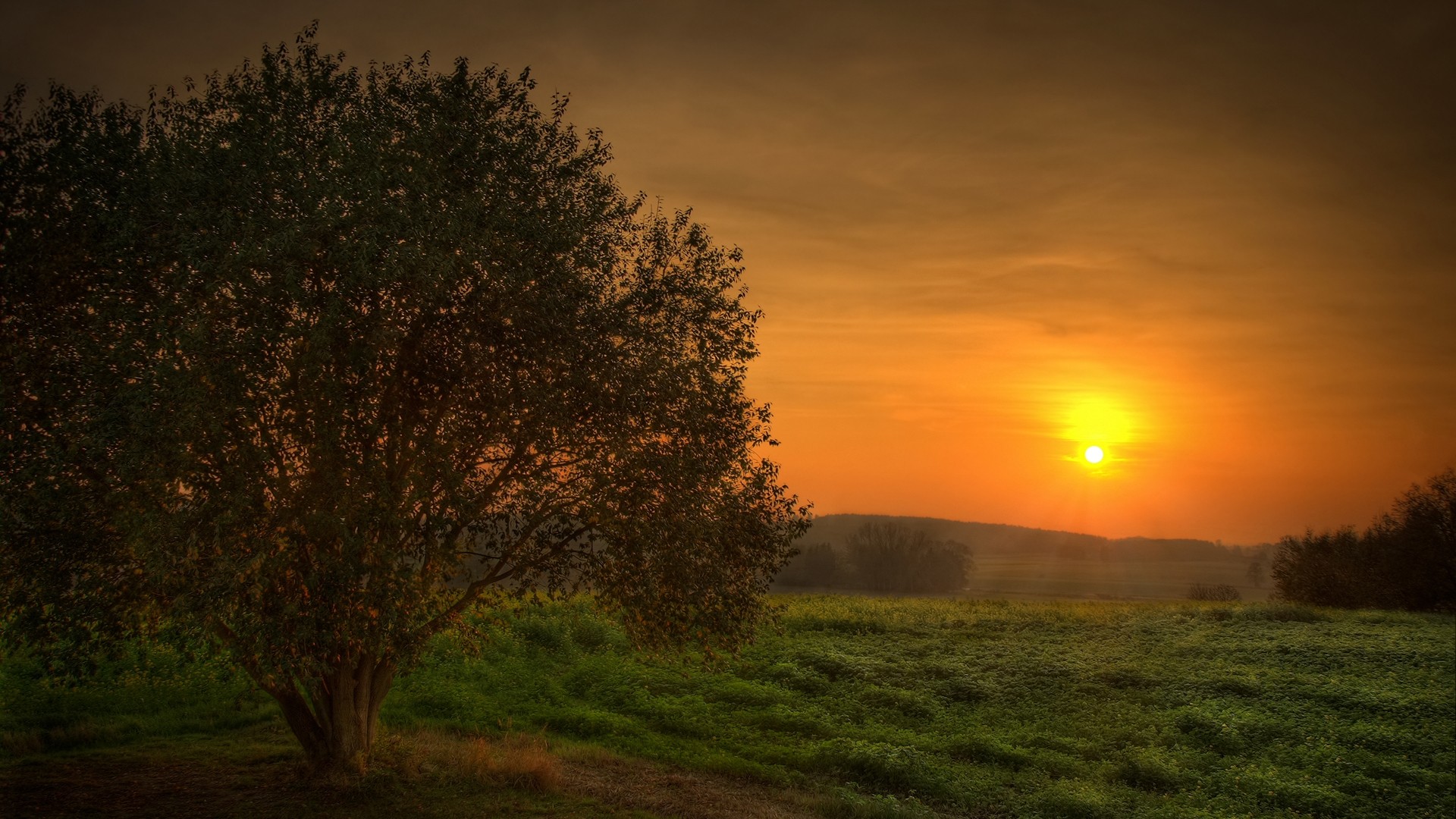 Tree in a field during sunset HD Wallpaper