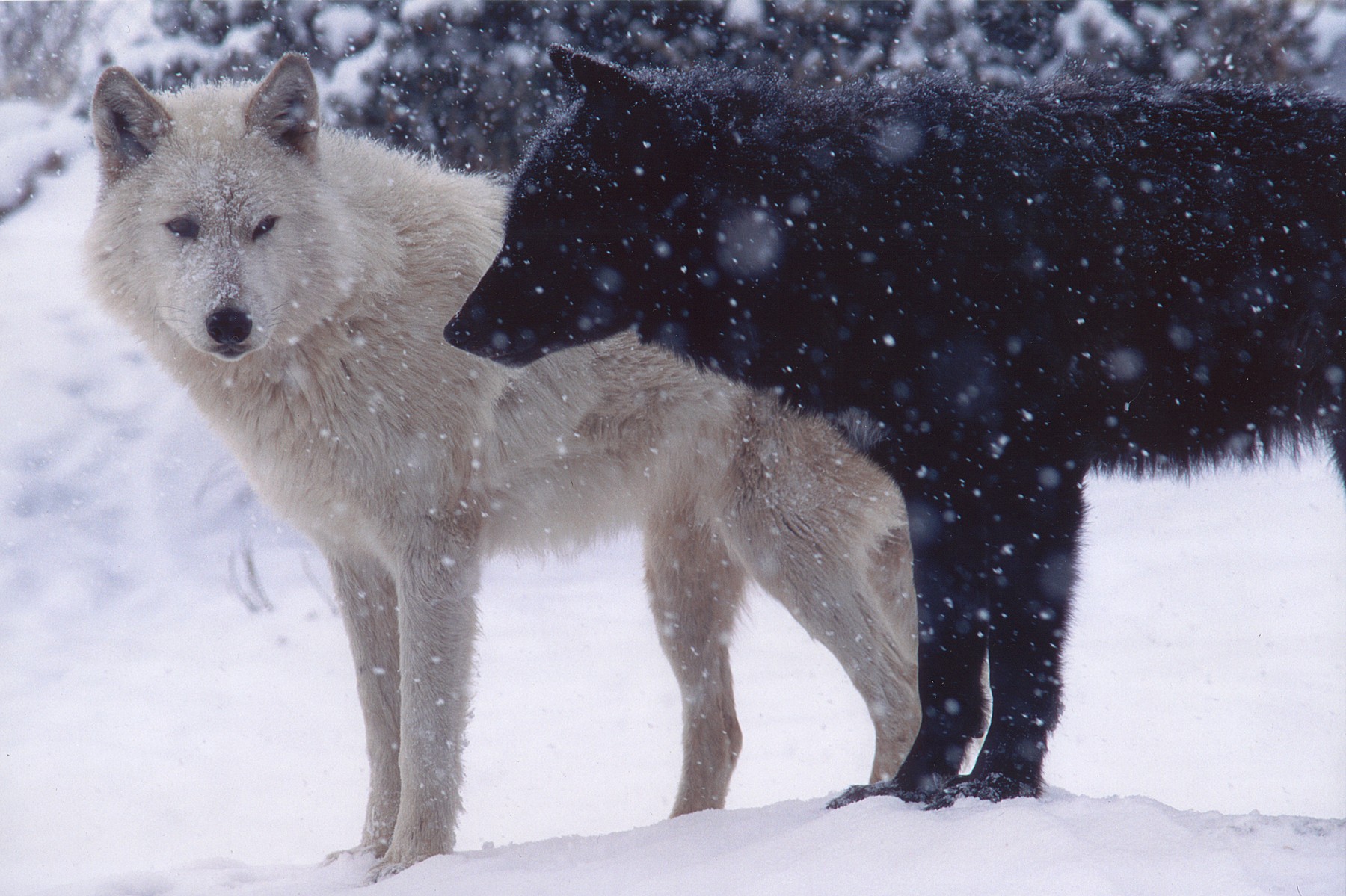 Two wolves, one black and one white, in the snow HD Wallpaper