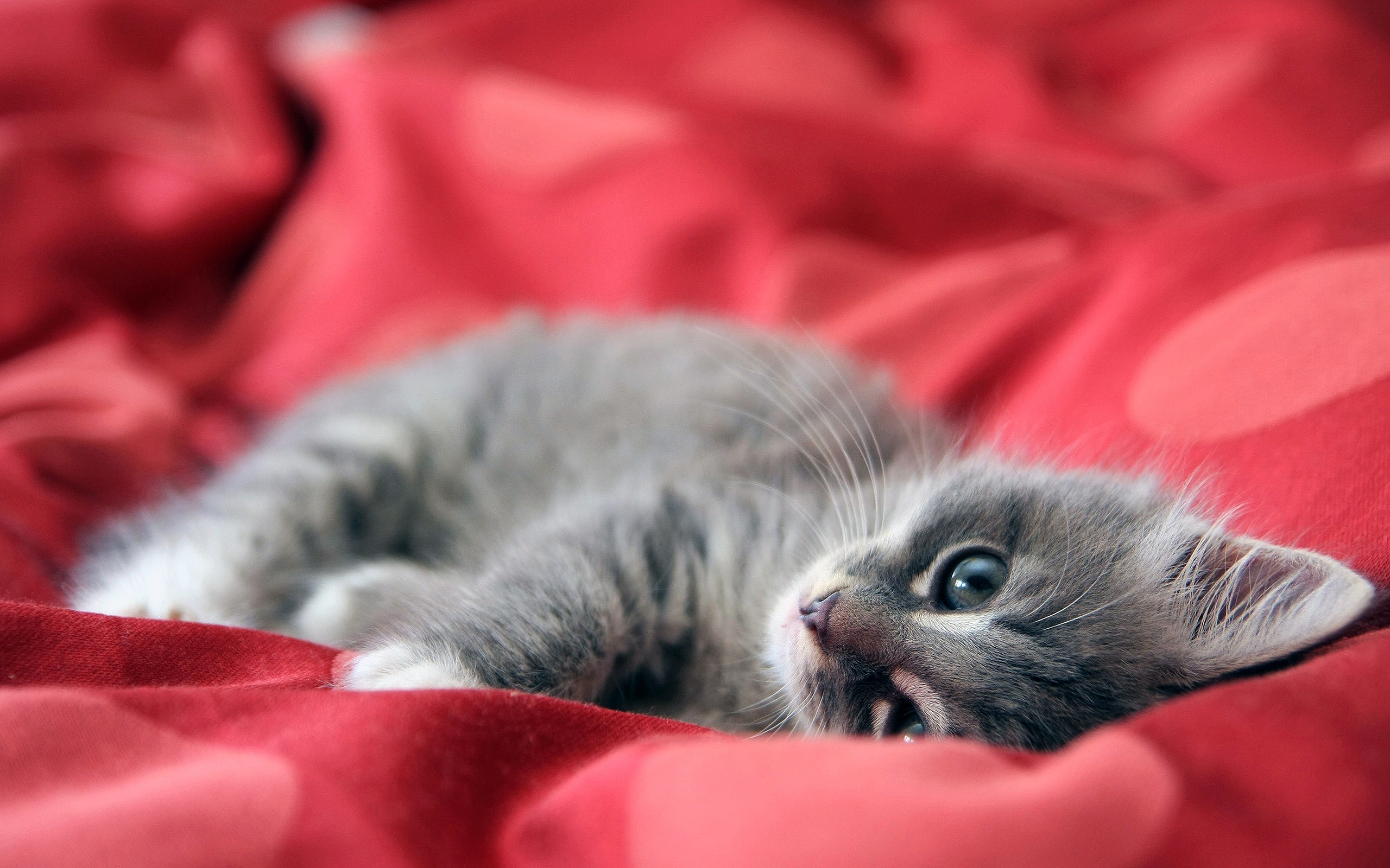 A fluffy gray kitten lies on a red fabric. HD Wallpaper