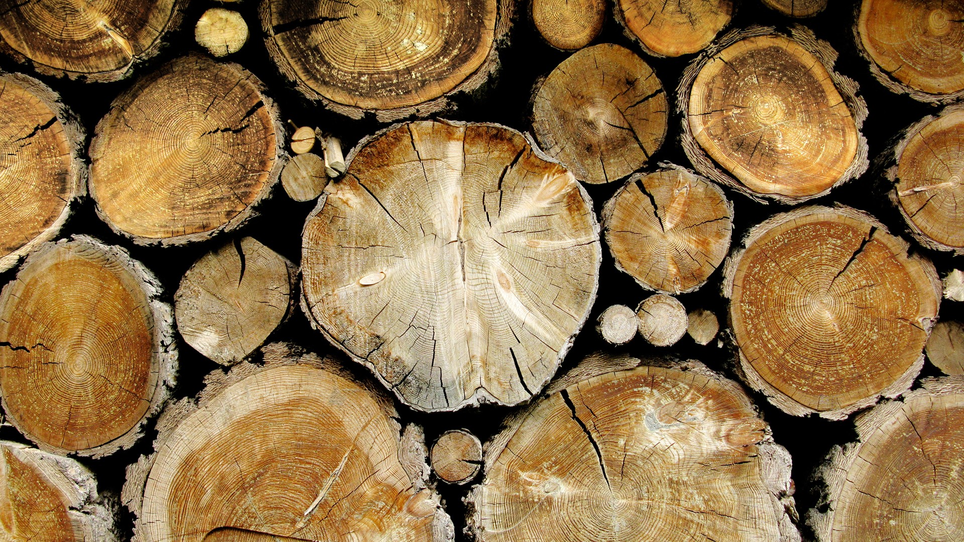 Stack of cut wood logs with visible rings HD Wallpaper
