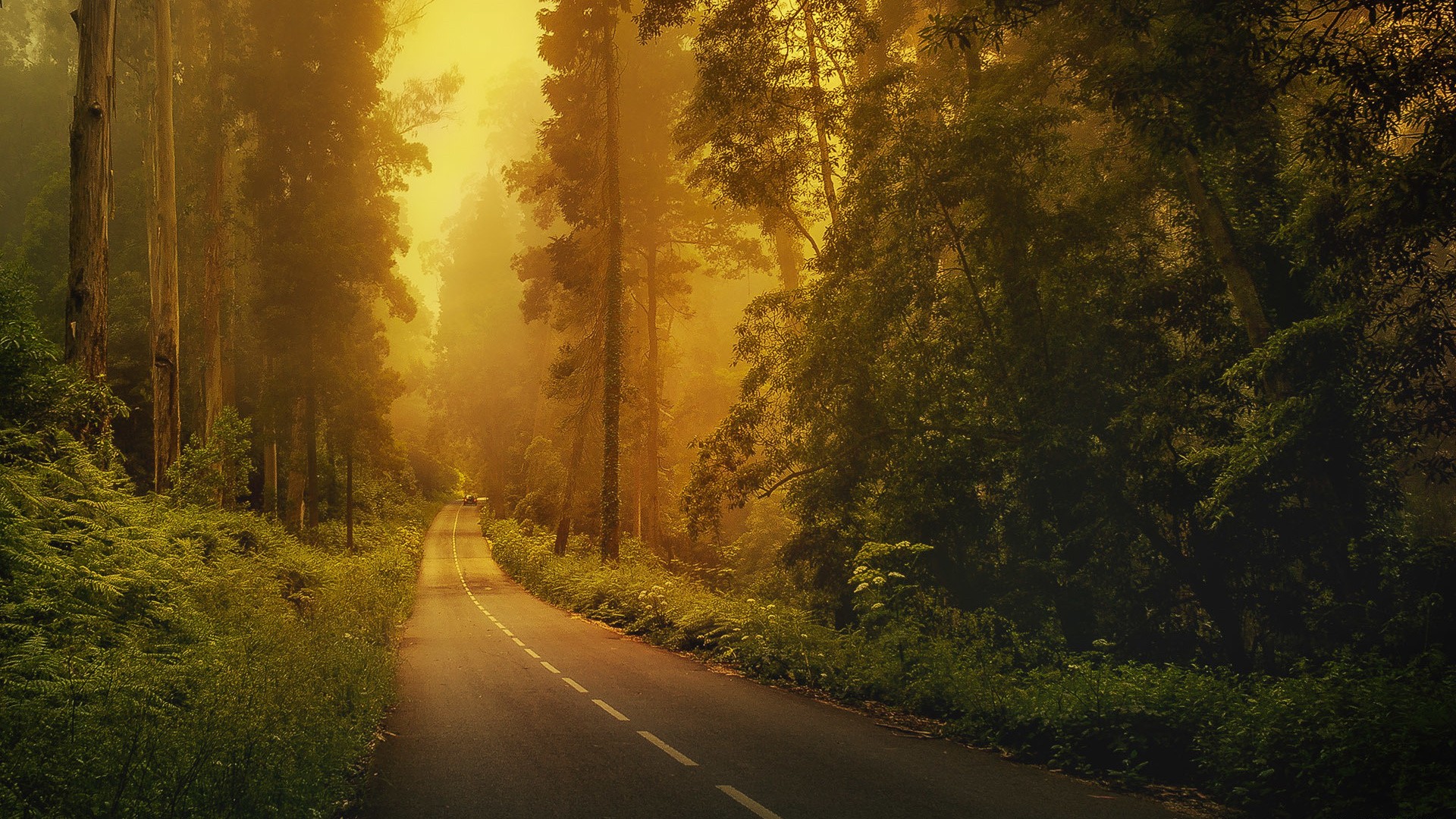 Road through a misty forest with tall trees HD Wallpaper