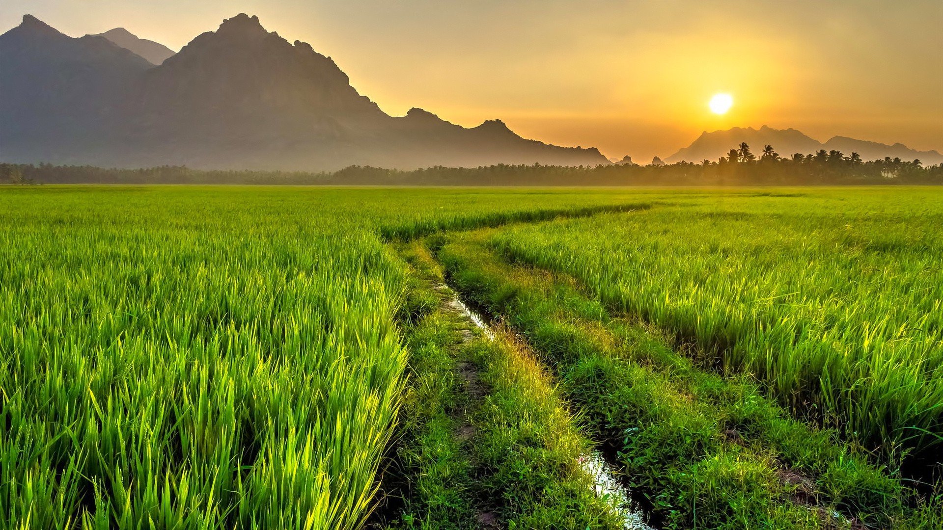 Green field with mountains at sunset HD Wallpaper