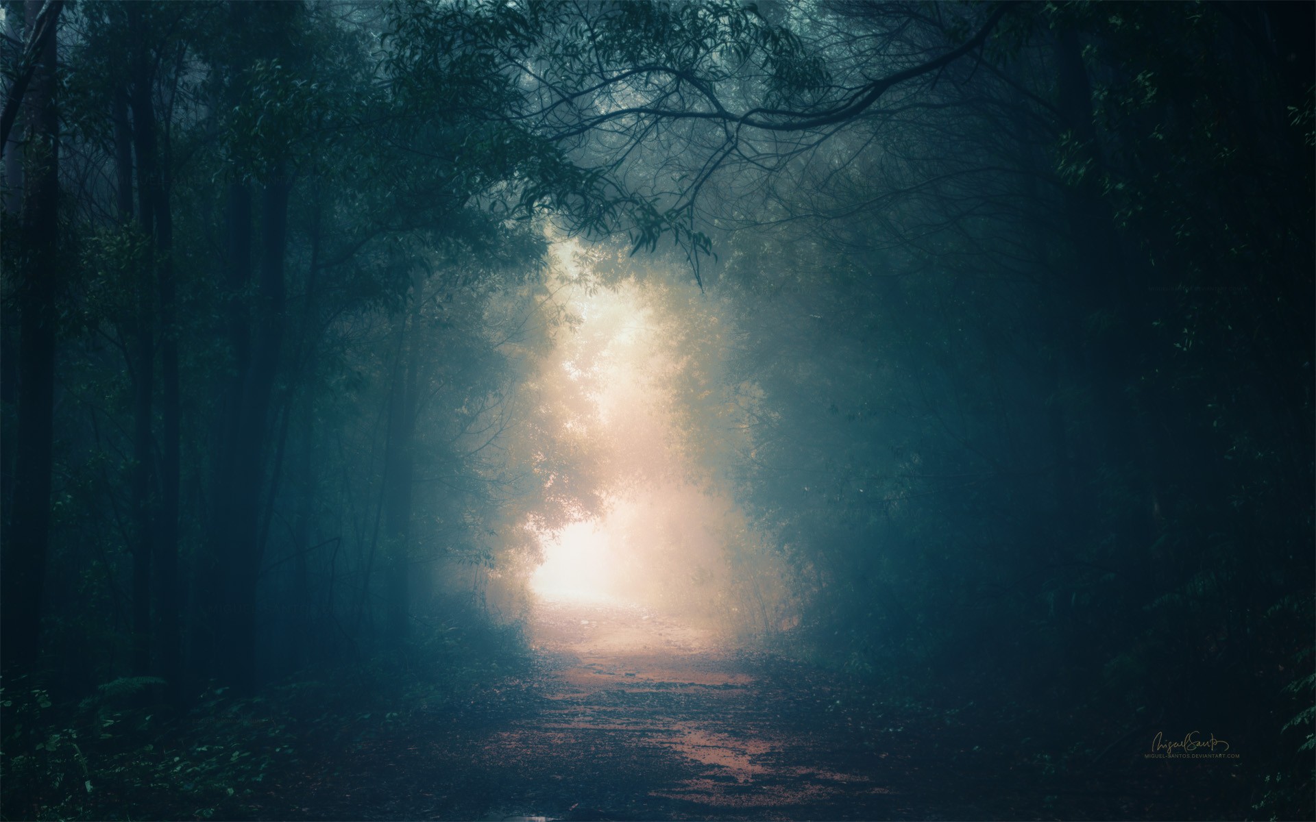 A foggy forest path with natural light HD Wallpaper