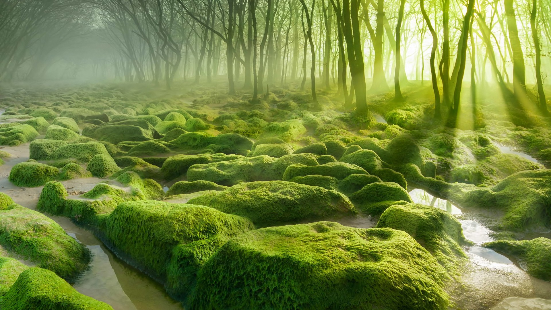 Moss-covered stones in a misty forest with sunbeams HD Wallpaper