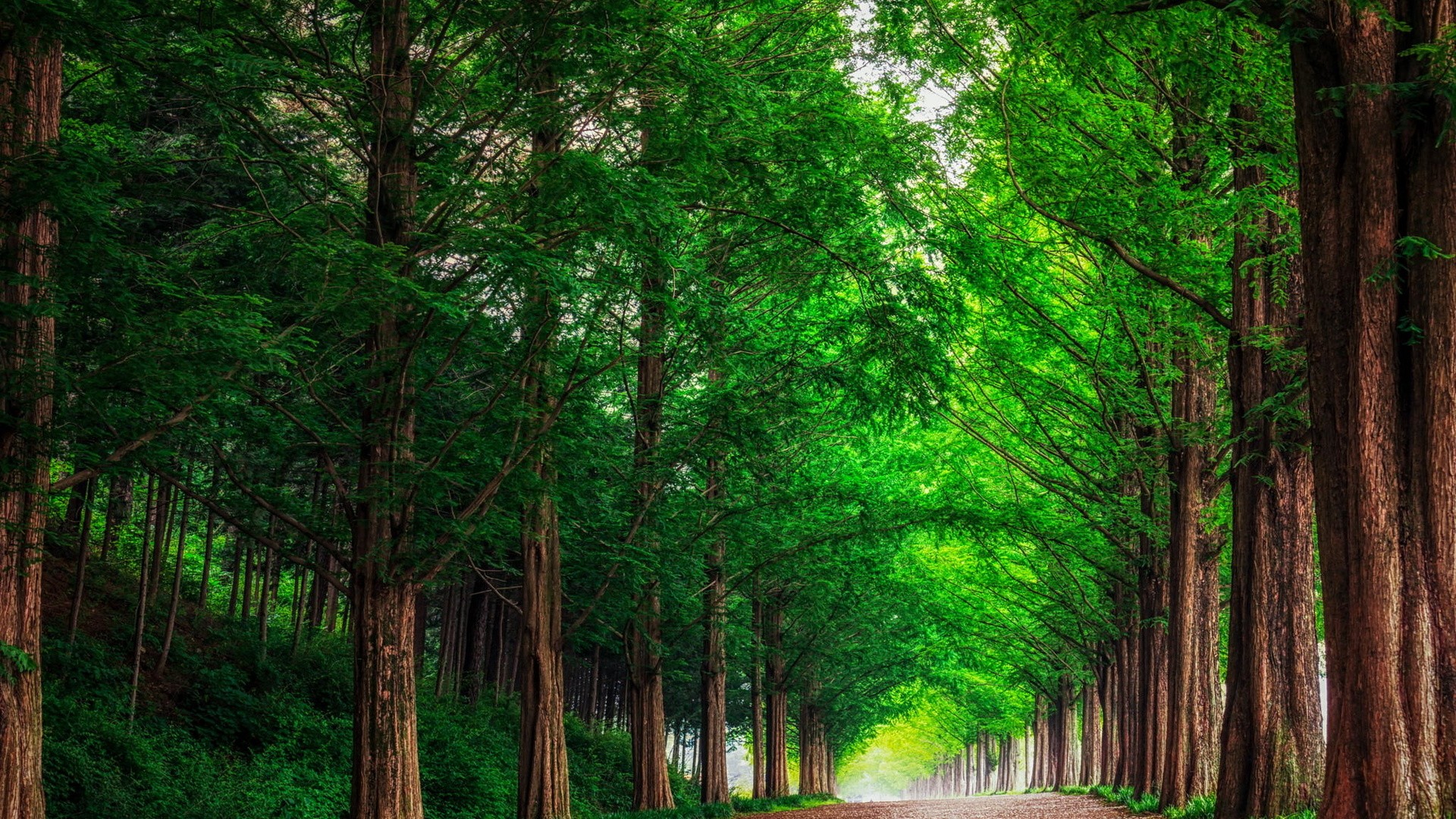 A dirt path lined with tall trees in a forest HD Wallpaper