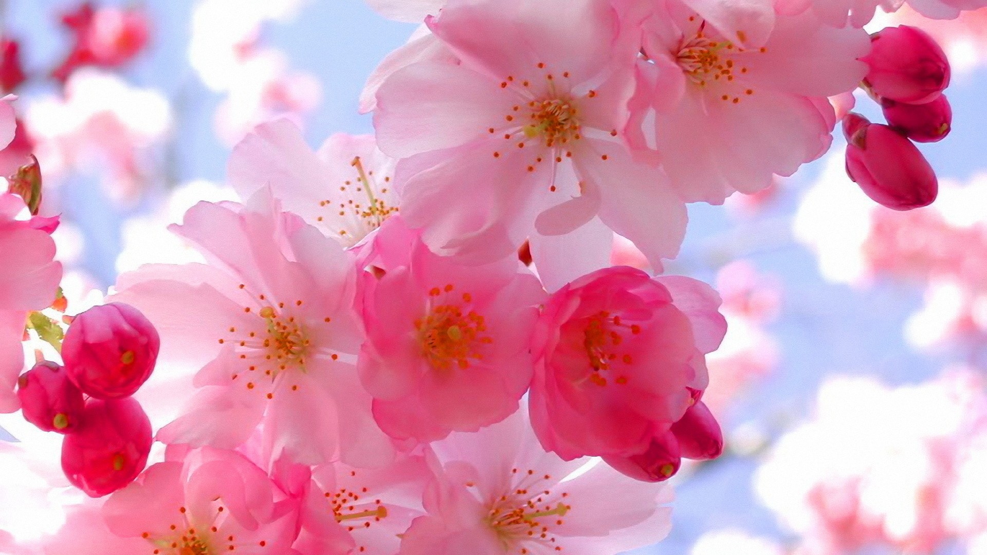 Pink cherry blossoms against a blue sky HD Wallpaper