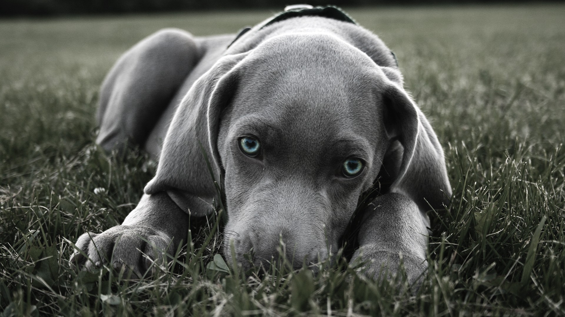 Weimaraner puppy with striking blue eyes lying in grass HD Wallpaper