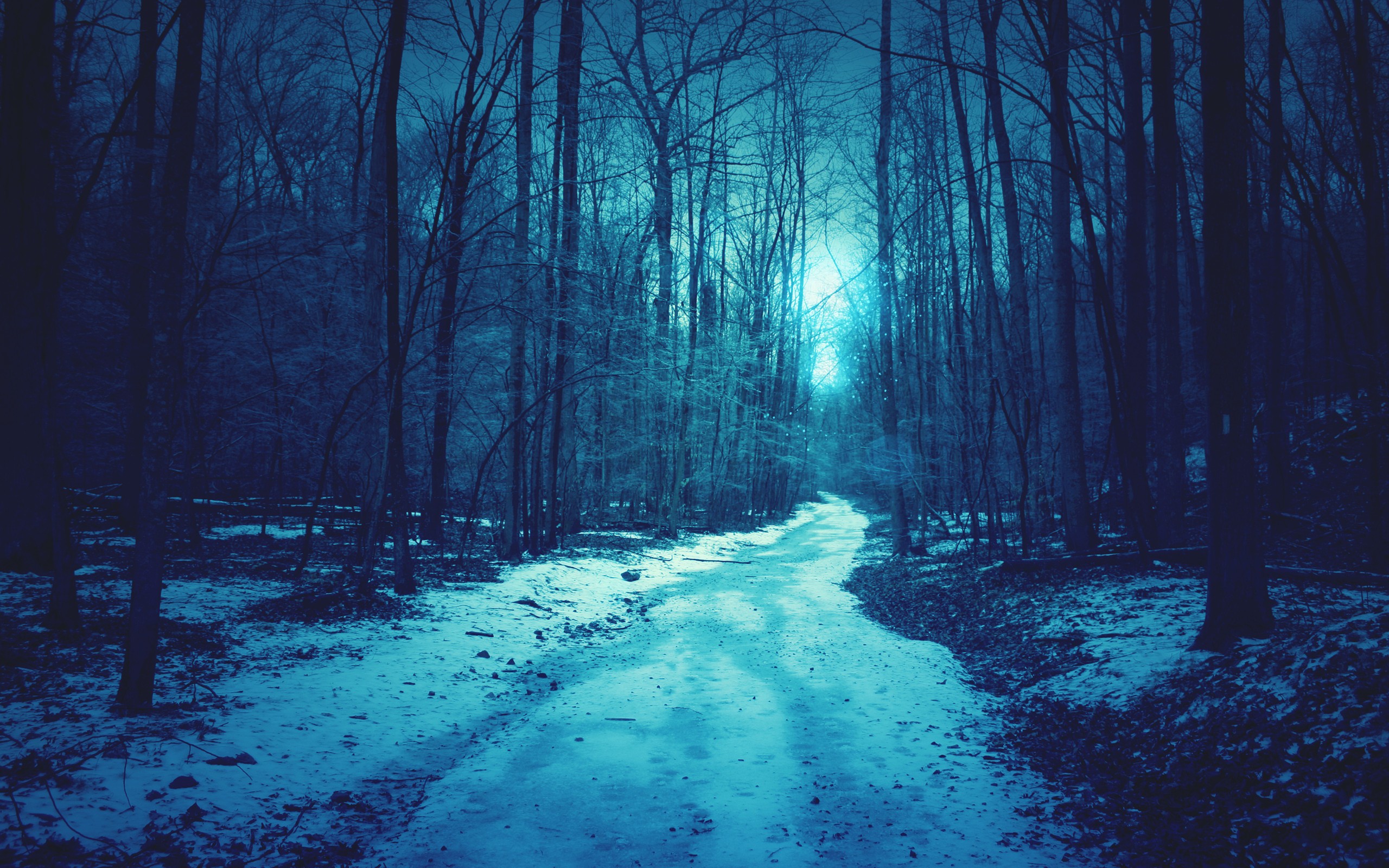 Snowy path through a dark, blue forest HD Wallpaper