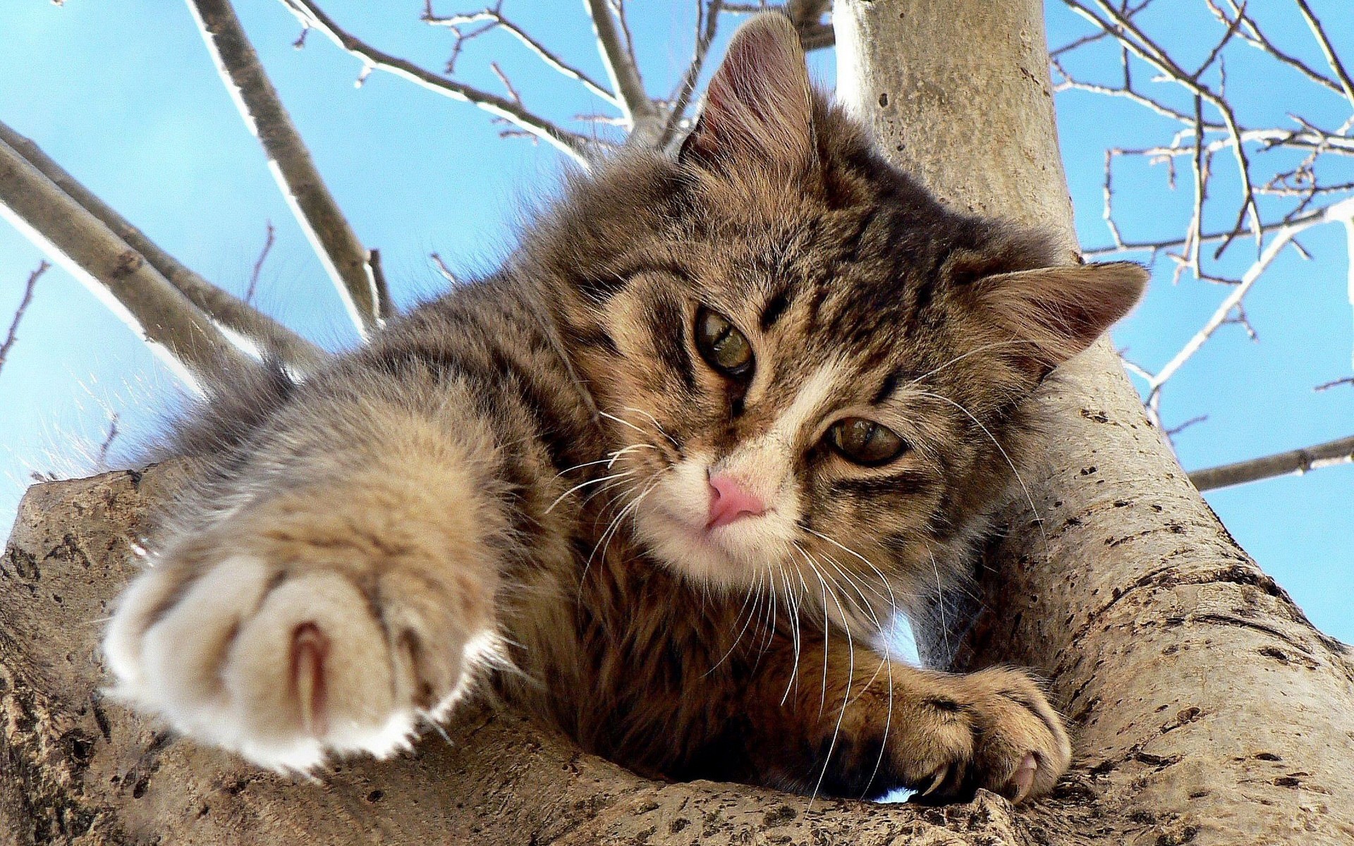 A fluffy kitten perched on a tree branch HD Wallpaper