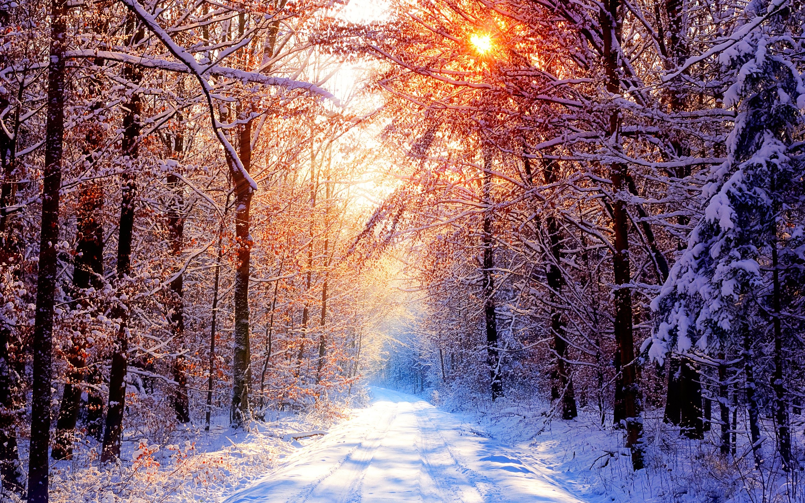 Snowy forest road with sunlight filtering through trees HD Wallpaper