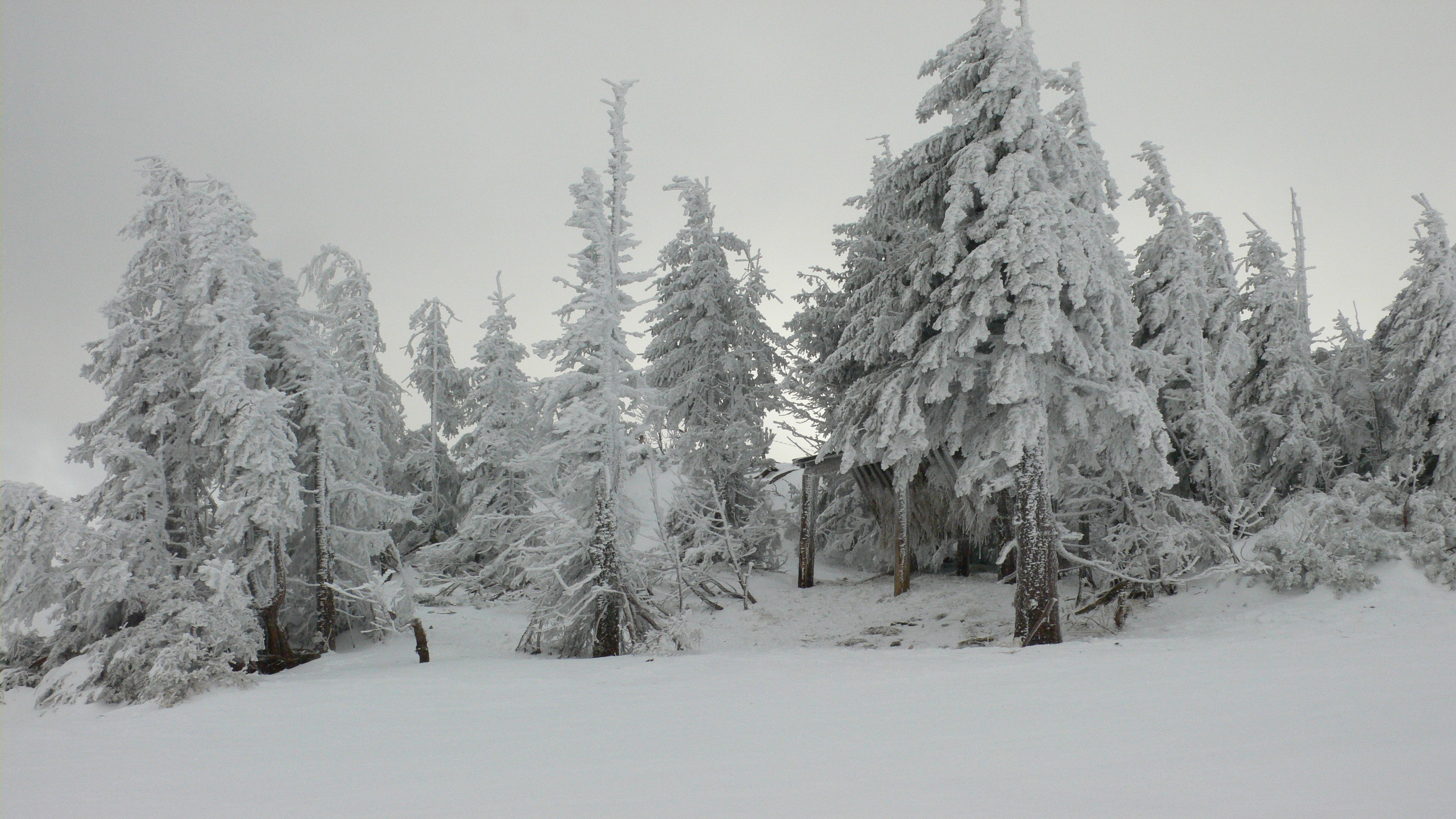 Snow-covered trees in a winter forest landscape HD Wallpaper