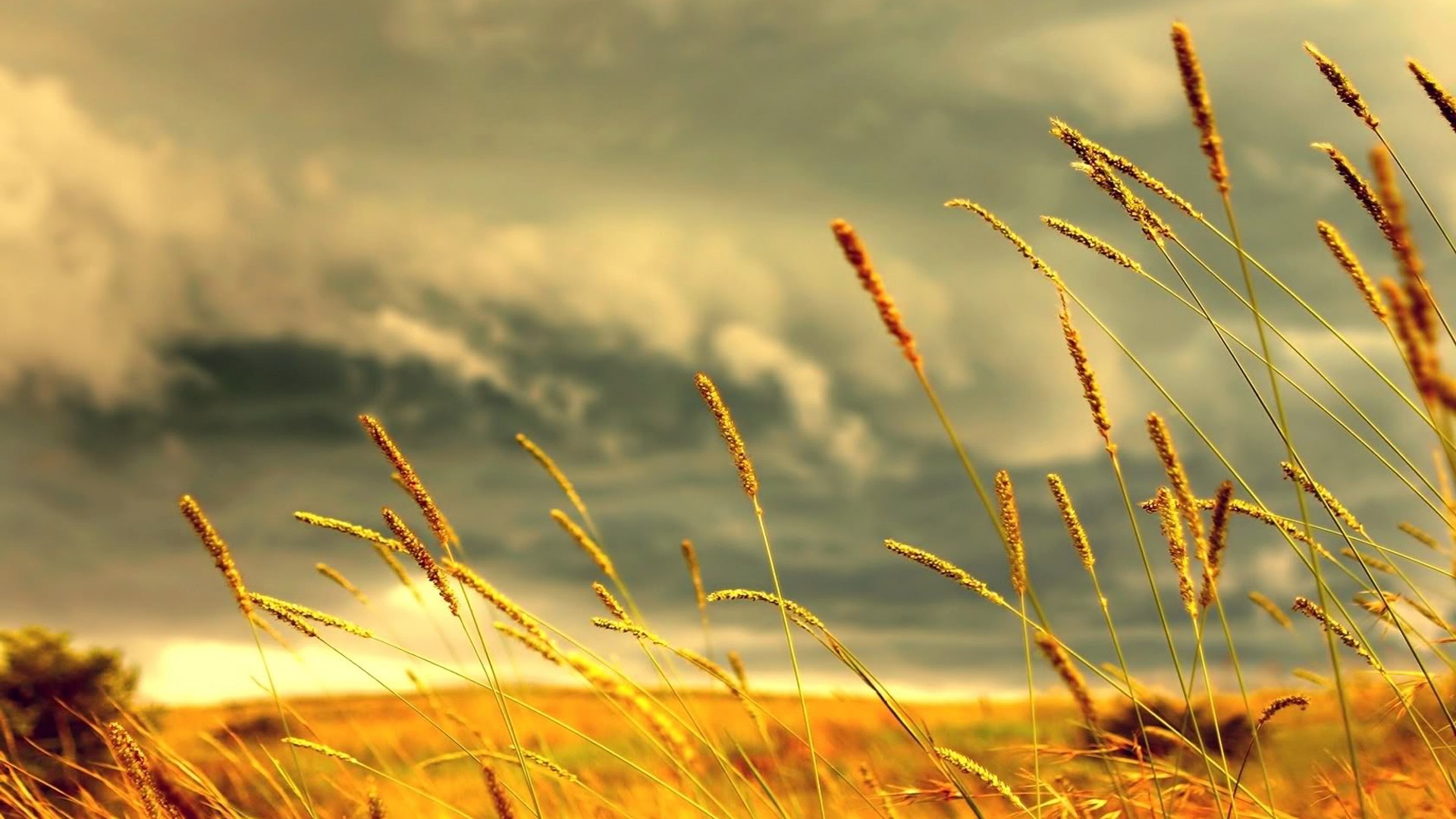 Wheat stalks against a stormy sky HD Wallpaper