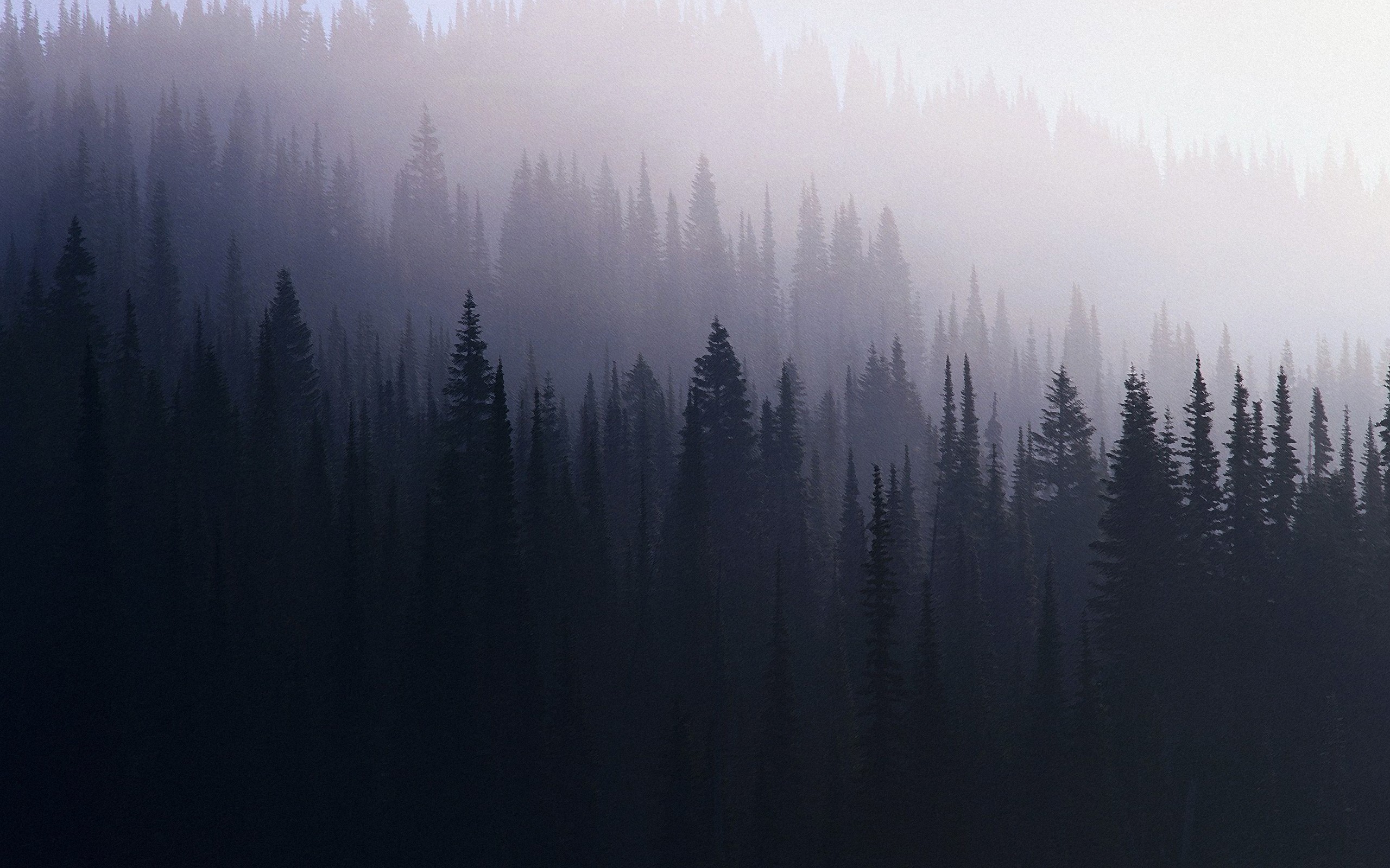 Misty forest with tall evergreen trees HD Wallpaper