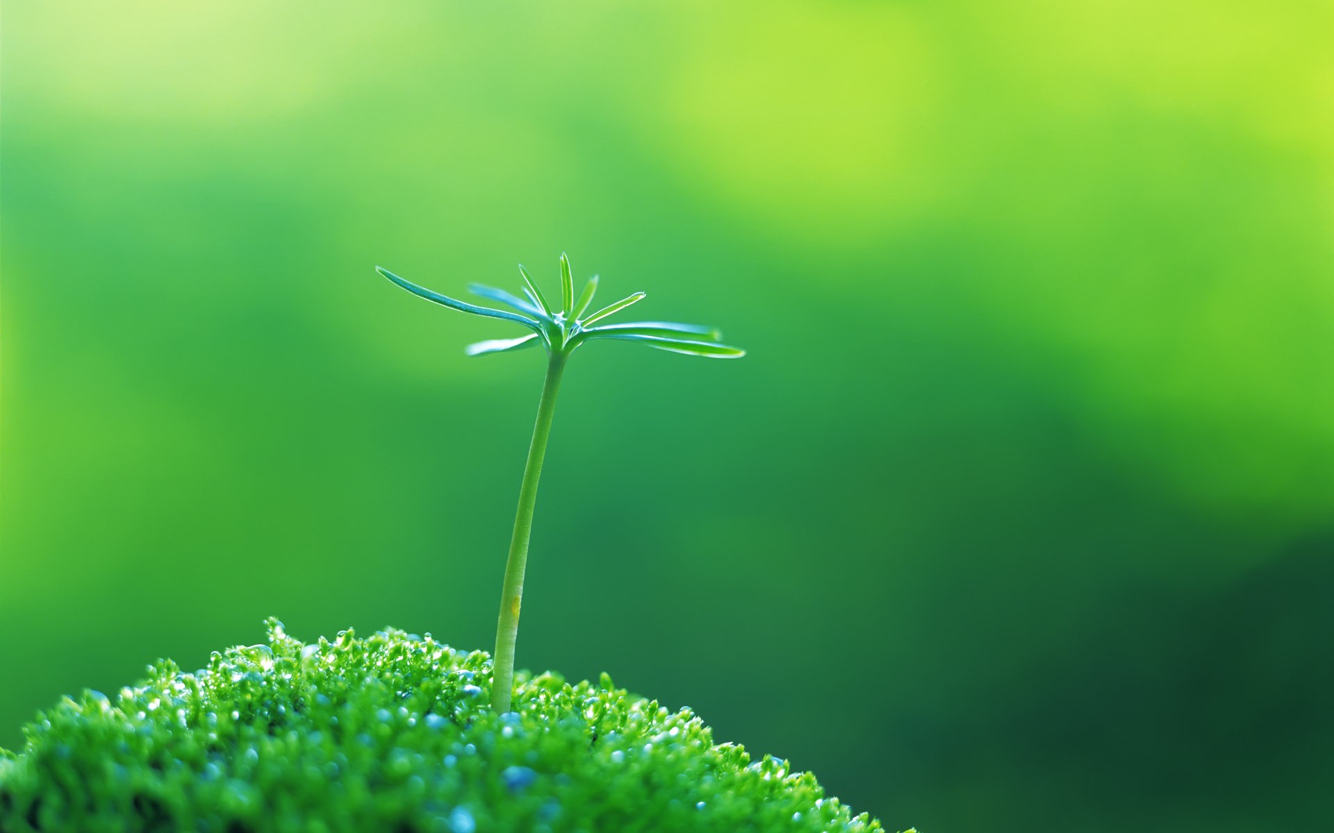 Close-up of a small green sprout on moss HD Wallpaper