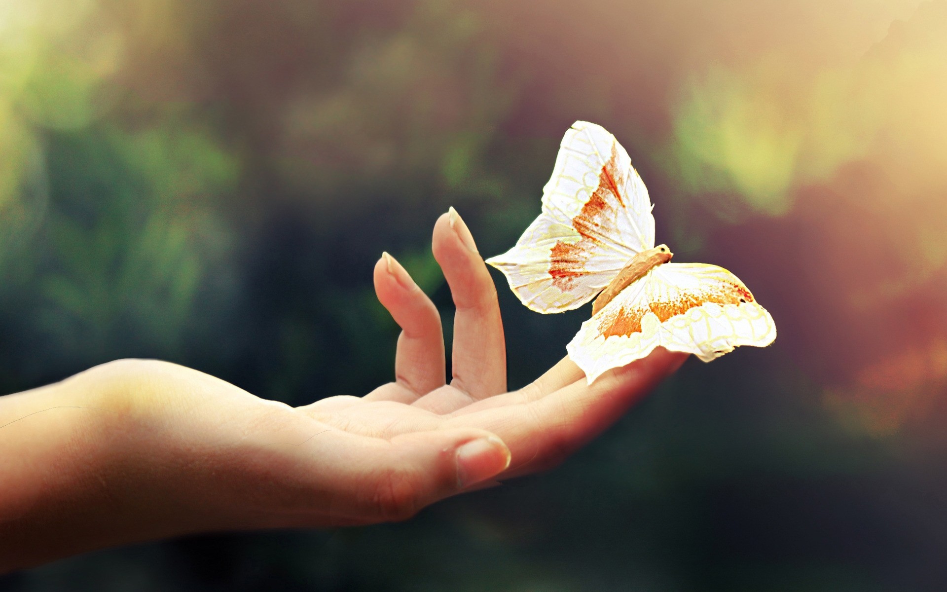 Butterfly resting on a hand HD Wallpaper