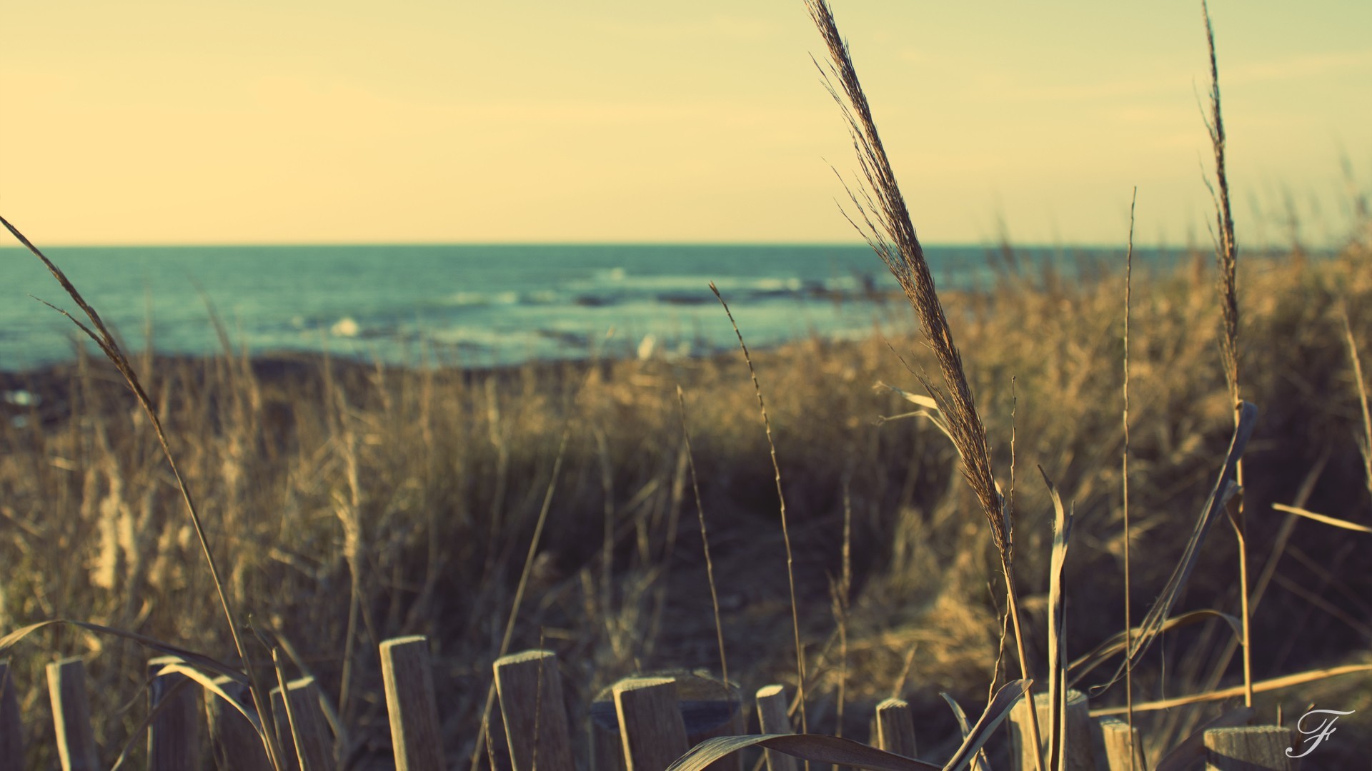 Tall grass and wooden fence by the sea HD Wallpaper