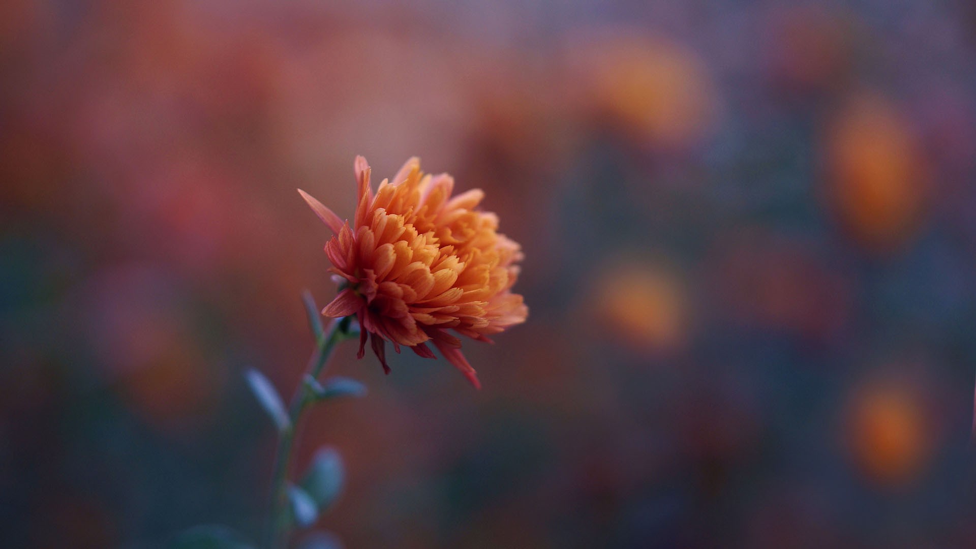 Orange chrysanthemum flower in soft focus HD Wallpaper