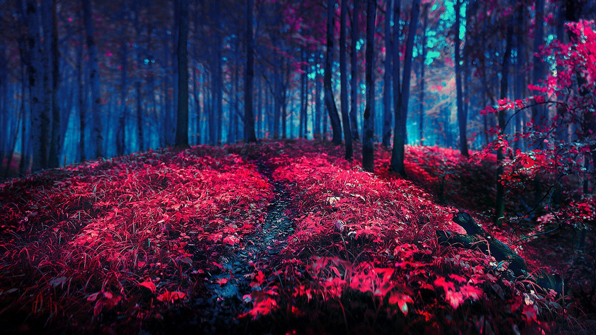 A path through a surreal forest with red and blue foliage HD Wallpaper