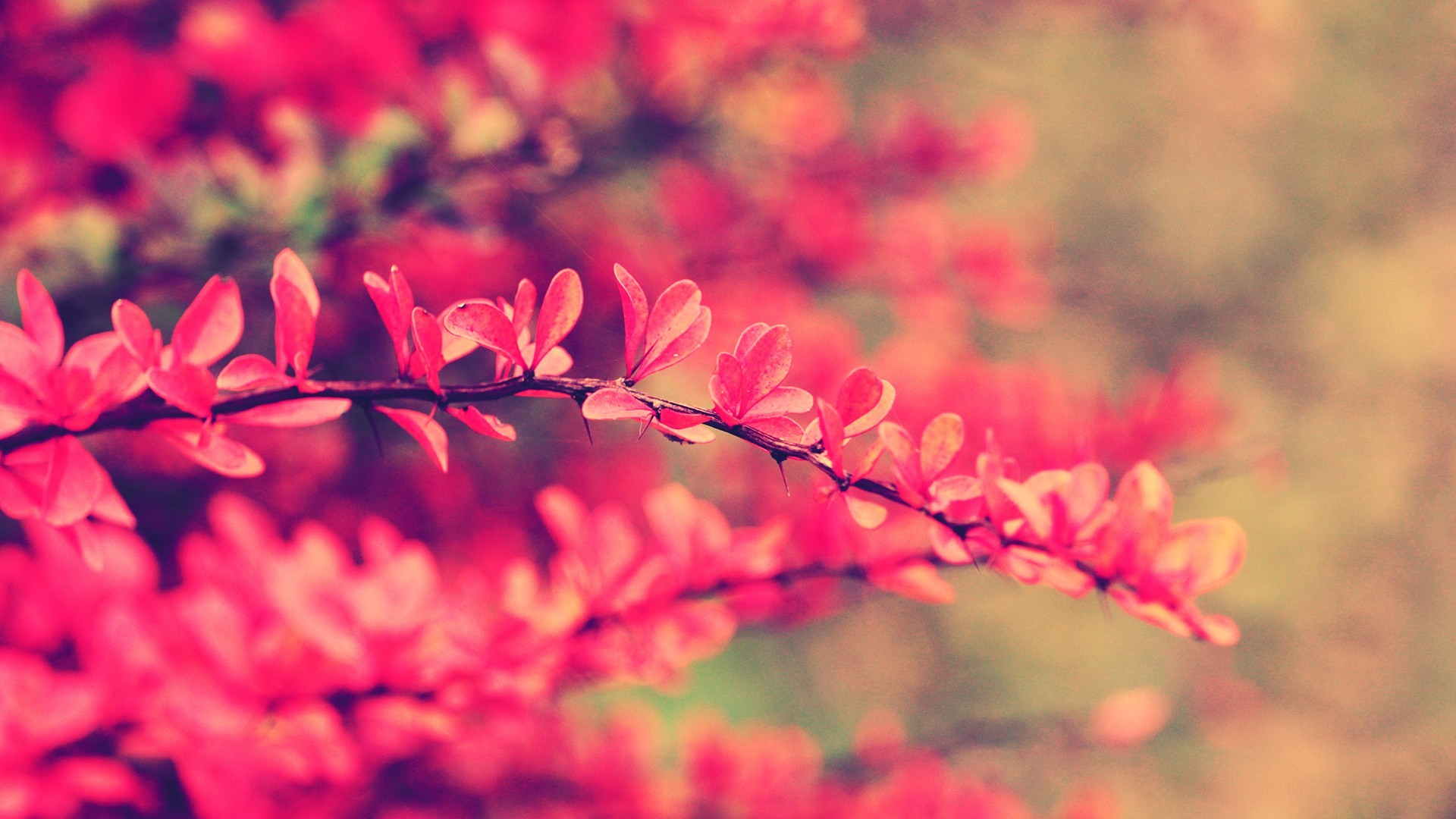 Close-up of a branch with red leaves and thorns HD Wallpaper