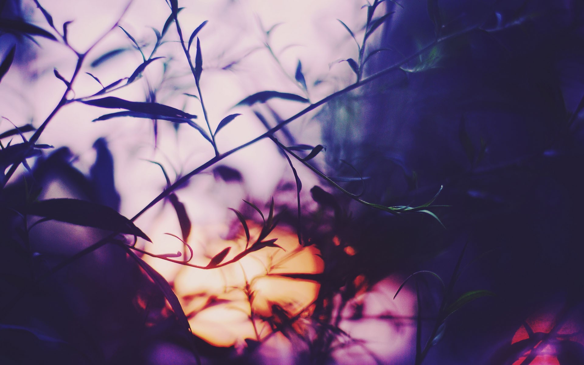 Sunlight filtering through plants with purple hues HD Wallpaper