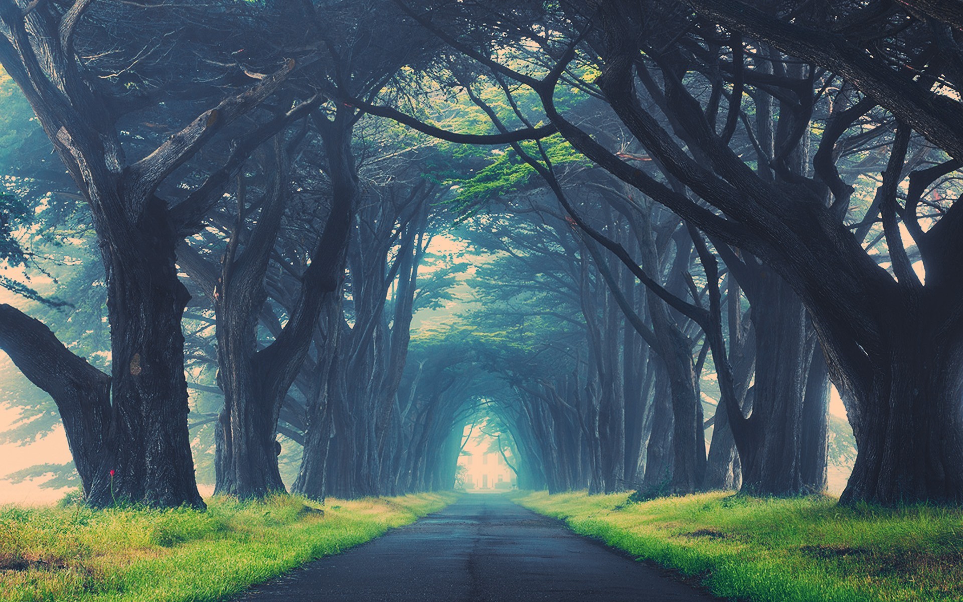 A road lined with trees forming an archway HD Wallpaper