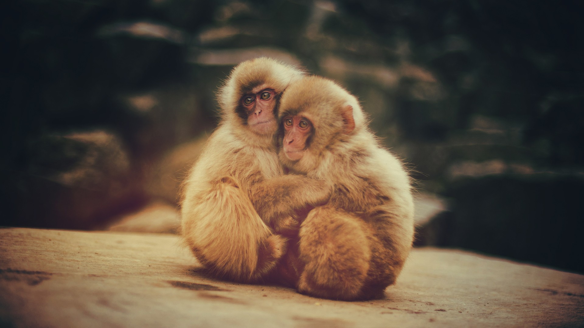 Two Japanese macaques hugging each other HD Wallpaper