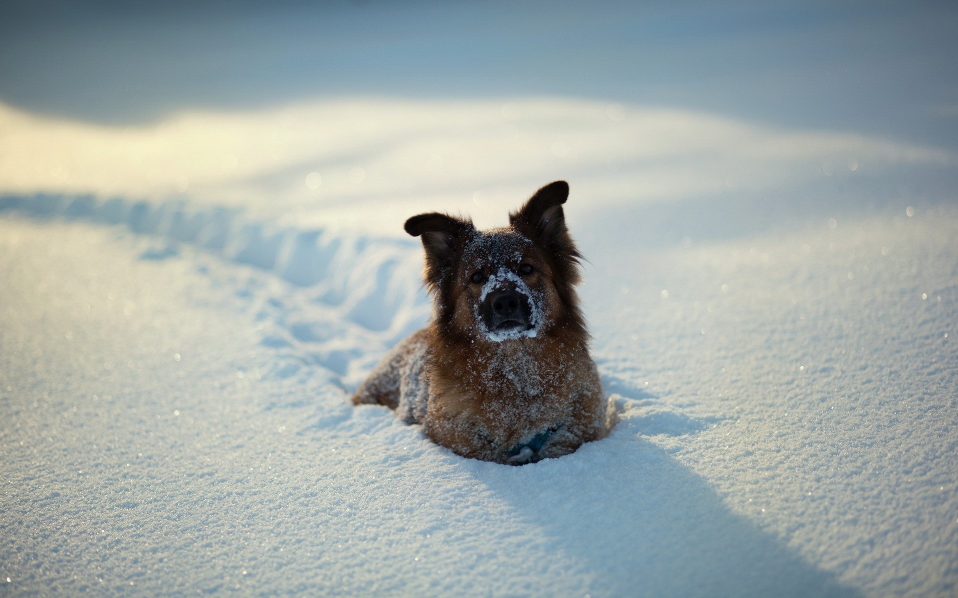 Dog lying in the snow HD Wallpaper