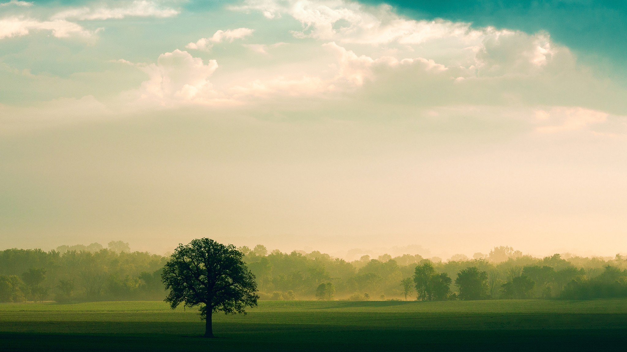 Lone tree in a misty field at sunrise HD Wallpaper