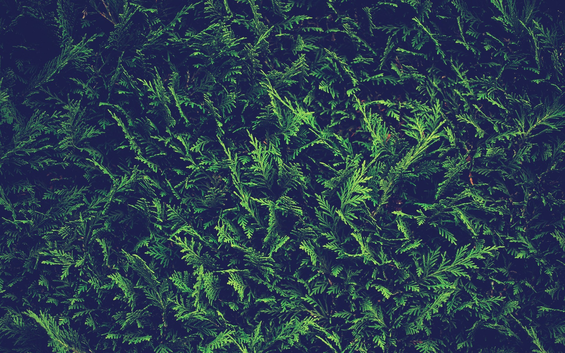 Green coniferous branches close-up HD Wallpaper