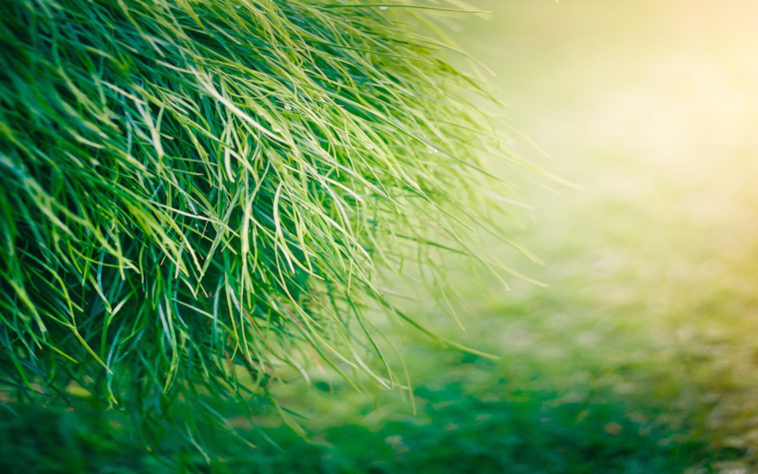 Close-up of green grass with soft light HD Wallpaper