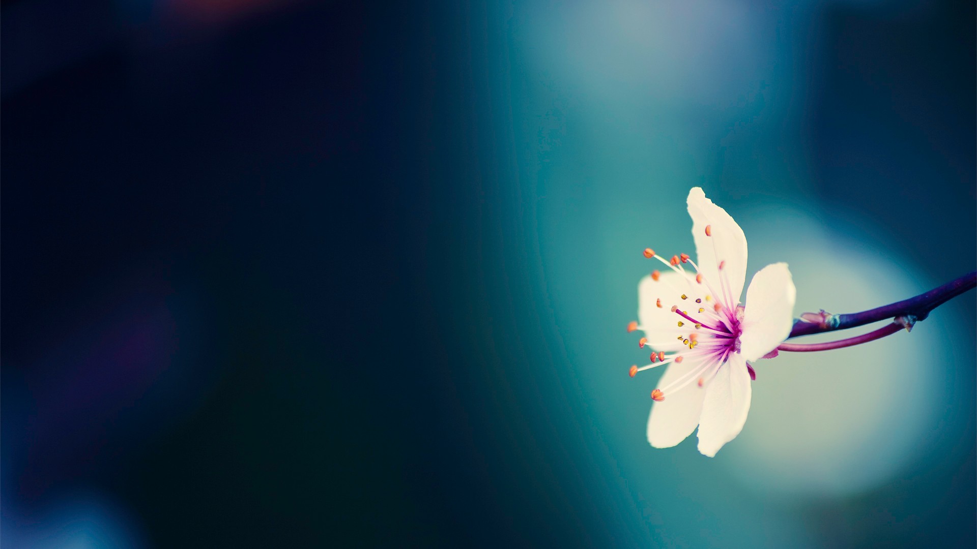 Close-up of a white cherry blossom flower HD Wallpaper