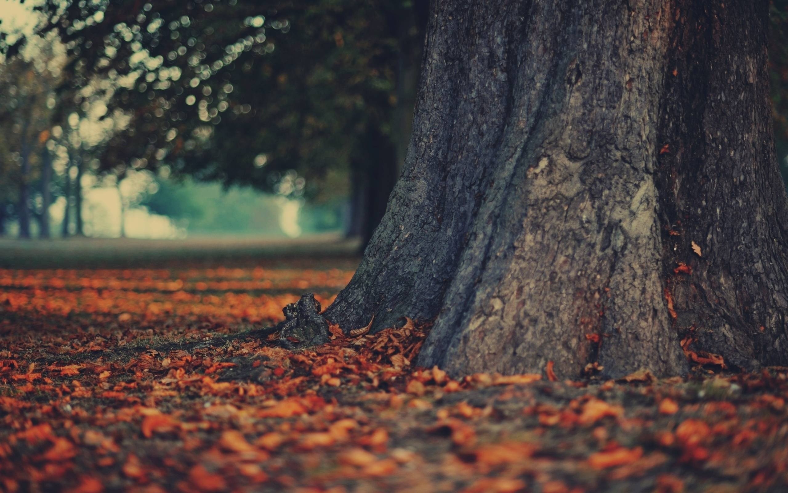 Autumn leaves on the ground near a tree trunk HD Wallpaper