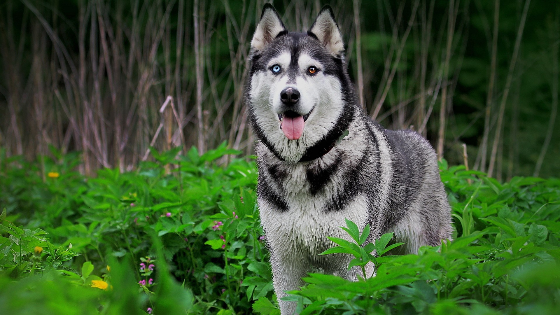 Siberian Husky with heterochromia in green foliage HD Wallpaper