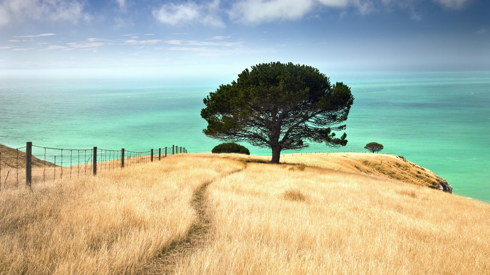 A lone tree on a grassy hill overlooking the sea HD Wallpaper