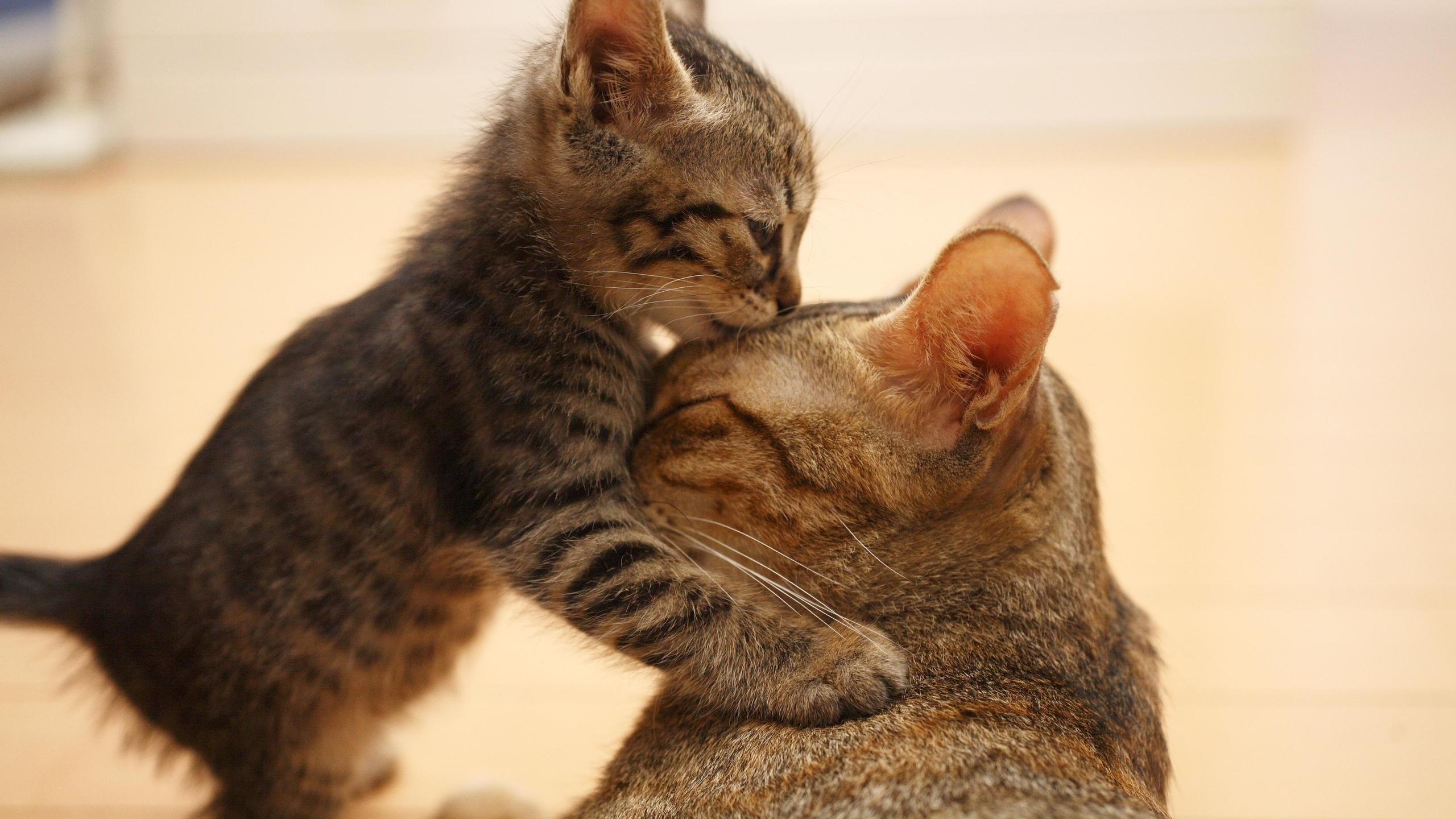 cat kittens animals HD Wallpaper
