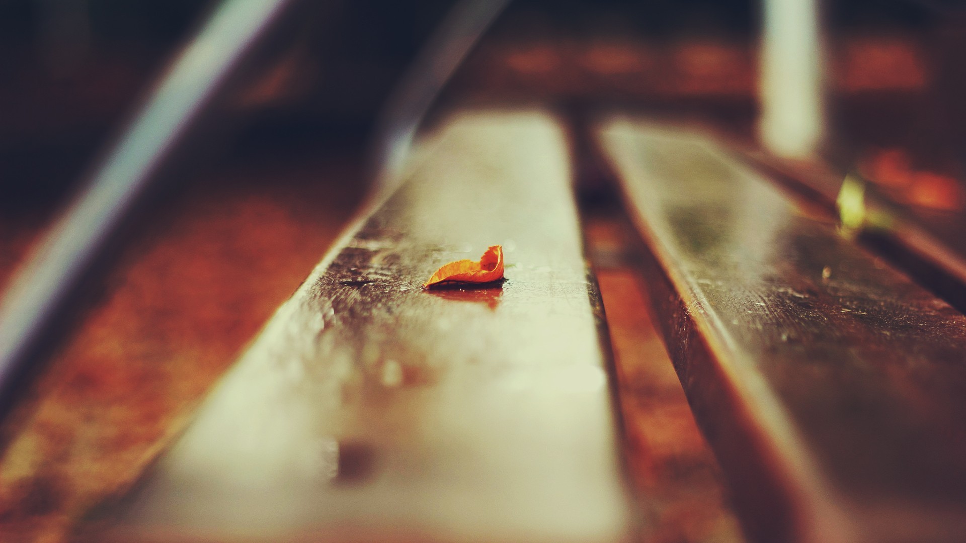A single fallen leaf on a wooden bench HD Wallpaper